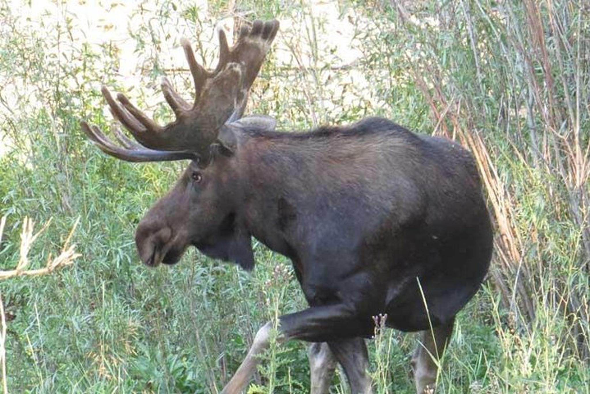 Jackson Hole Yellowstone Lower Loop Private Tour - Image 6