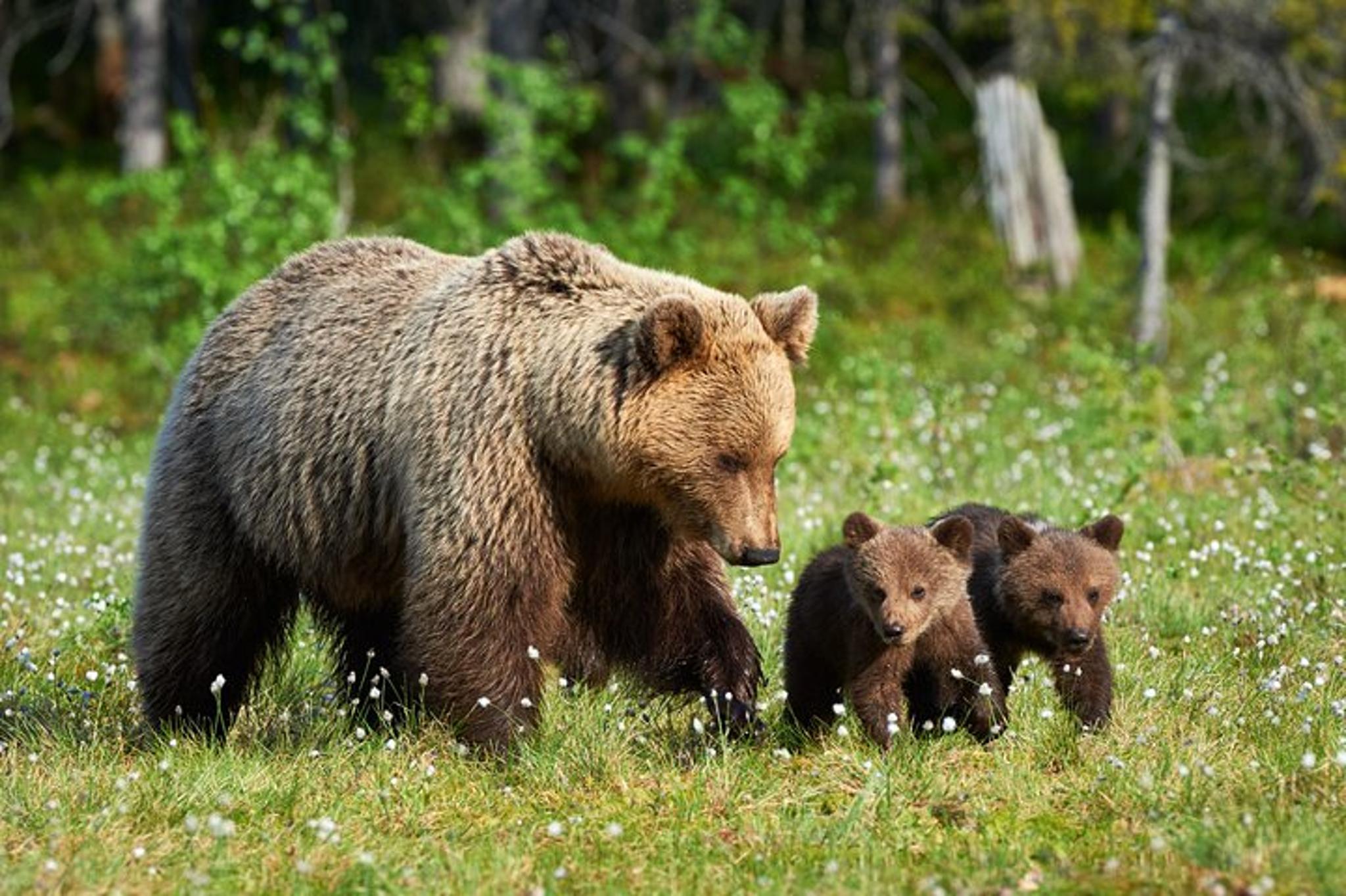 Yellowstone National Park Lower Loop Tour