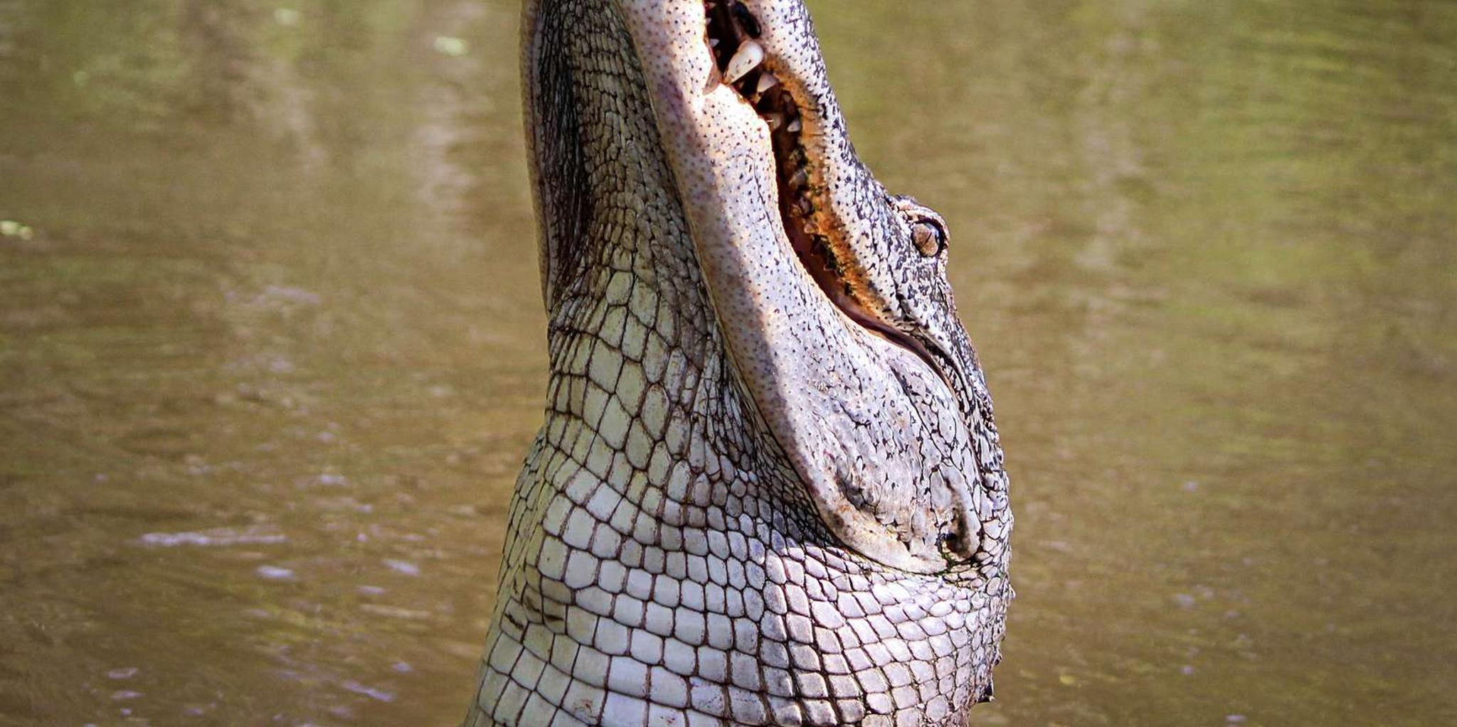 New Orleans Airboat Swamp Tour - Image 4