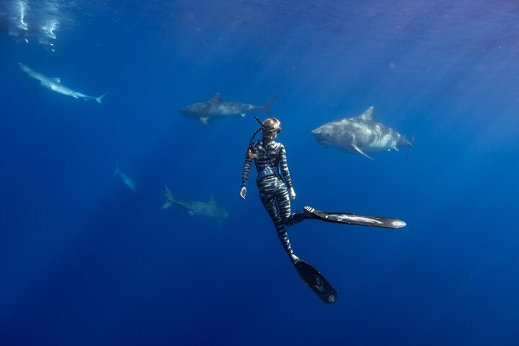 Haleiwa Ocean Adventure Dive - Image 1