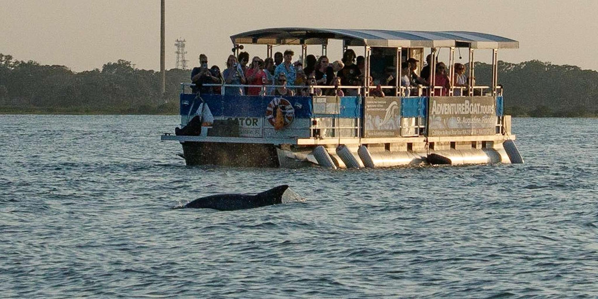 St. Augustine Dolphin and History Cruise - Image 5
