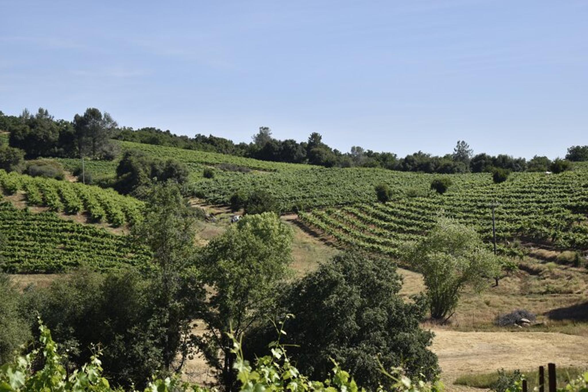 Placerville Wine Tasting Tour - Image 3