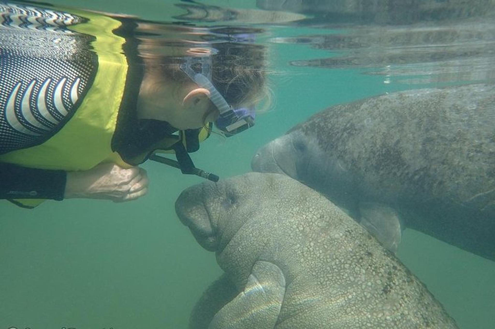 Crystal River Manatee Swim Eco Tour - Image 2
