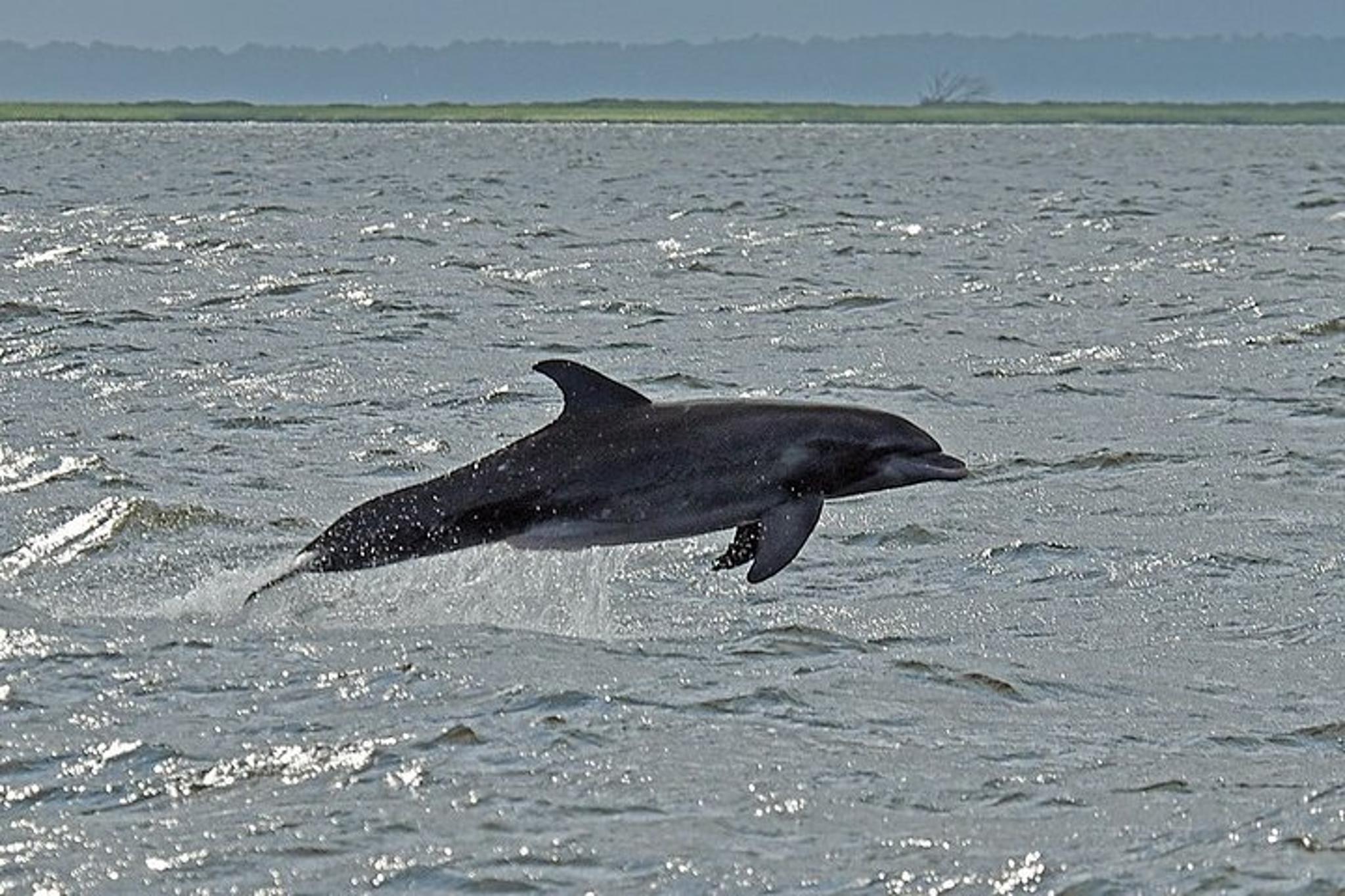Jekyll Island Dolphin Tour - Image 2