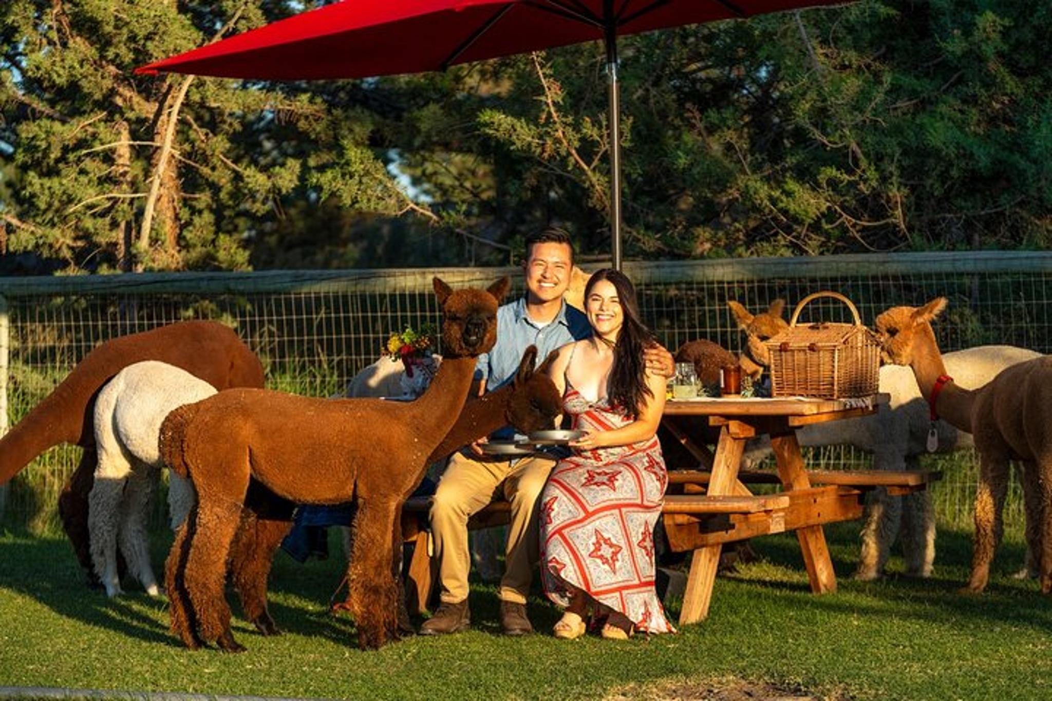 Bend Alpaca Picnic Experience 90 min - Image 2