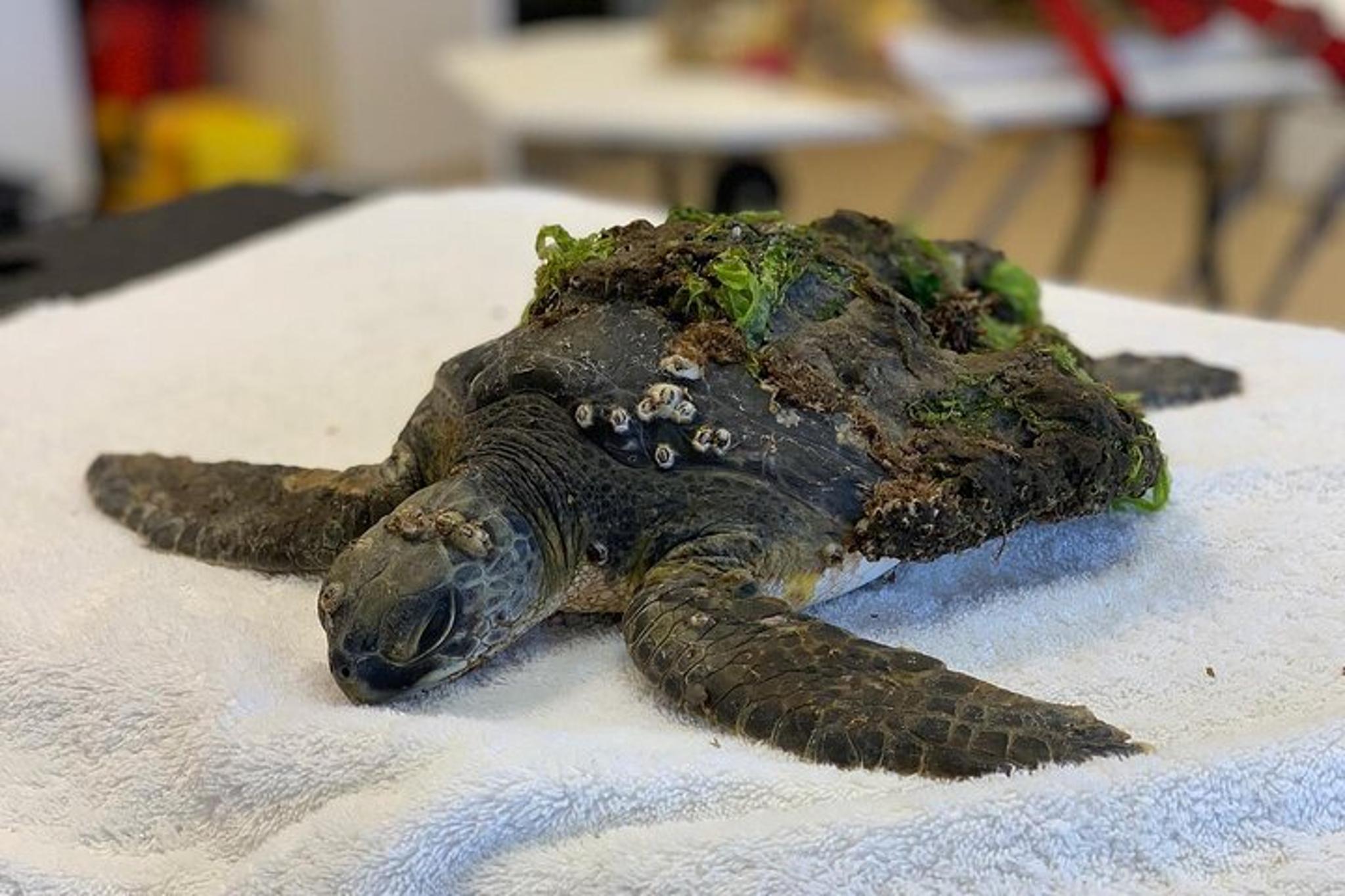 Juno Beach Sea Turtle Hatchling Release - Image 5