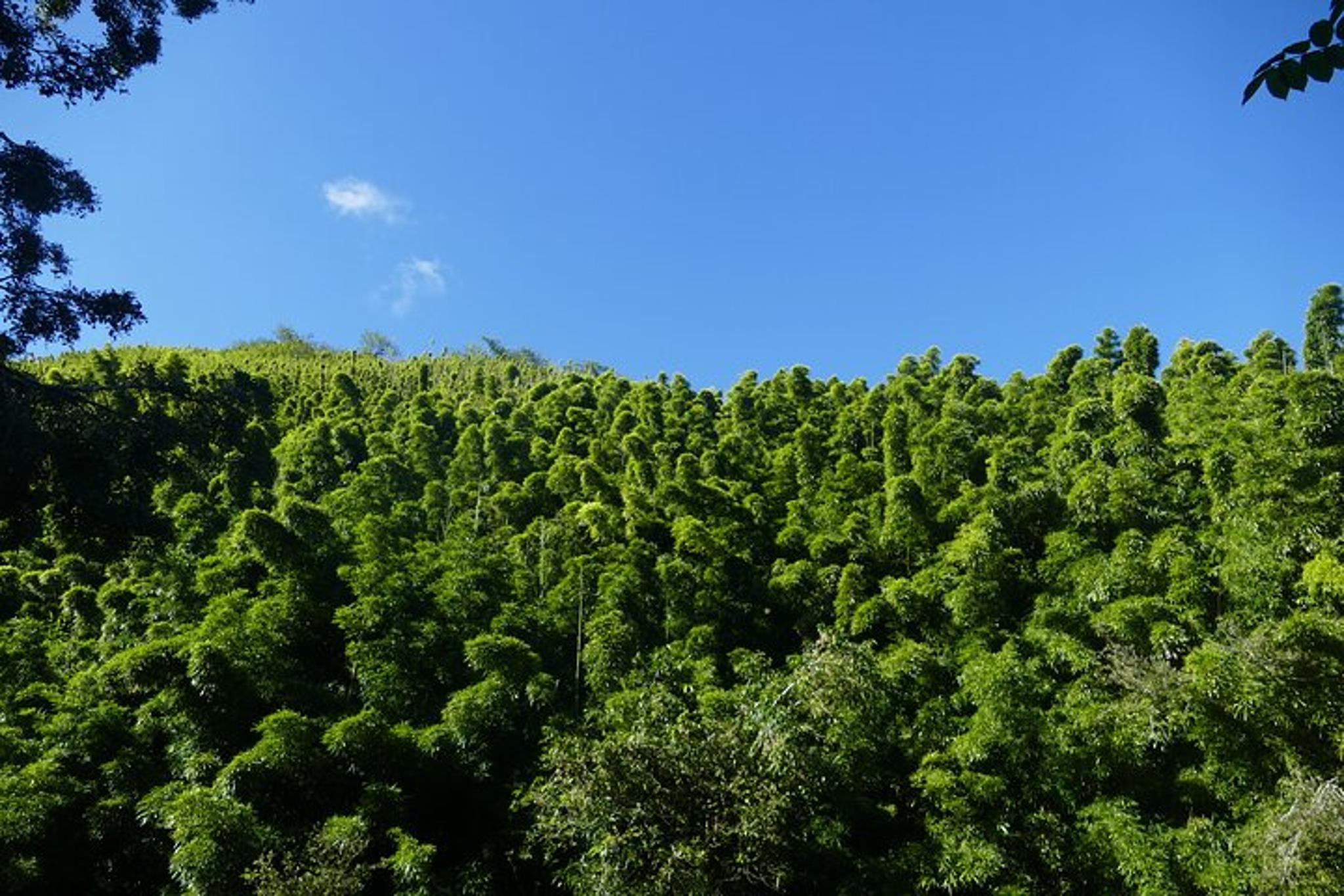 Maui Road to Hana Private Tour - Image 6