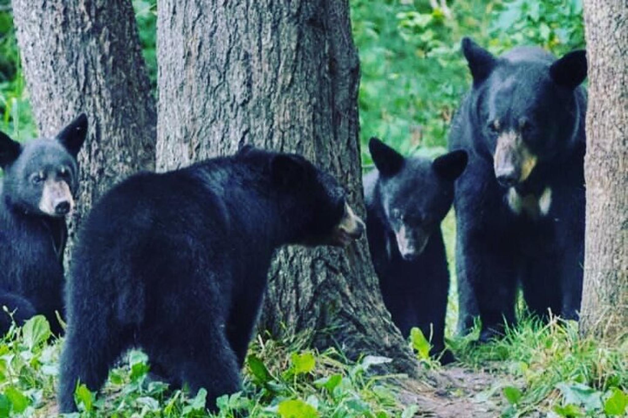 Ketchikan Private Wildlife Tour - Image 5