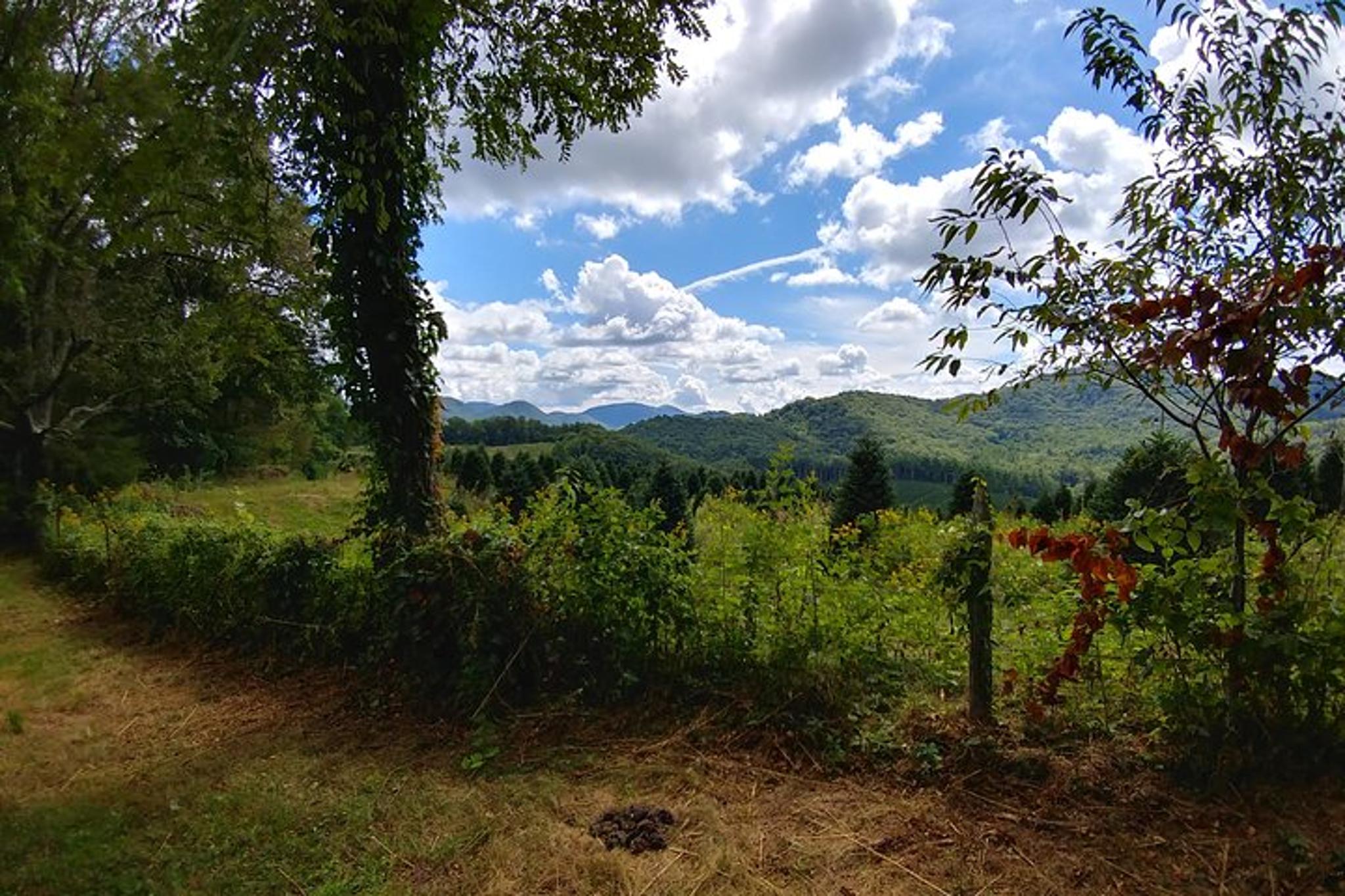 Cullowhee Horseback Ride through Flame Azalea and Fern Forest 75 min - Image 5