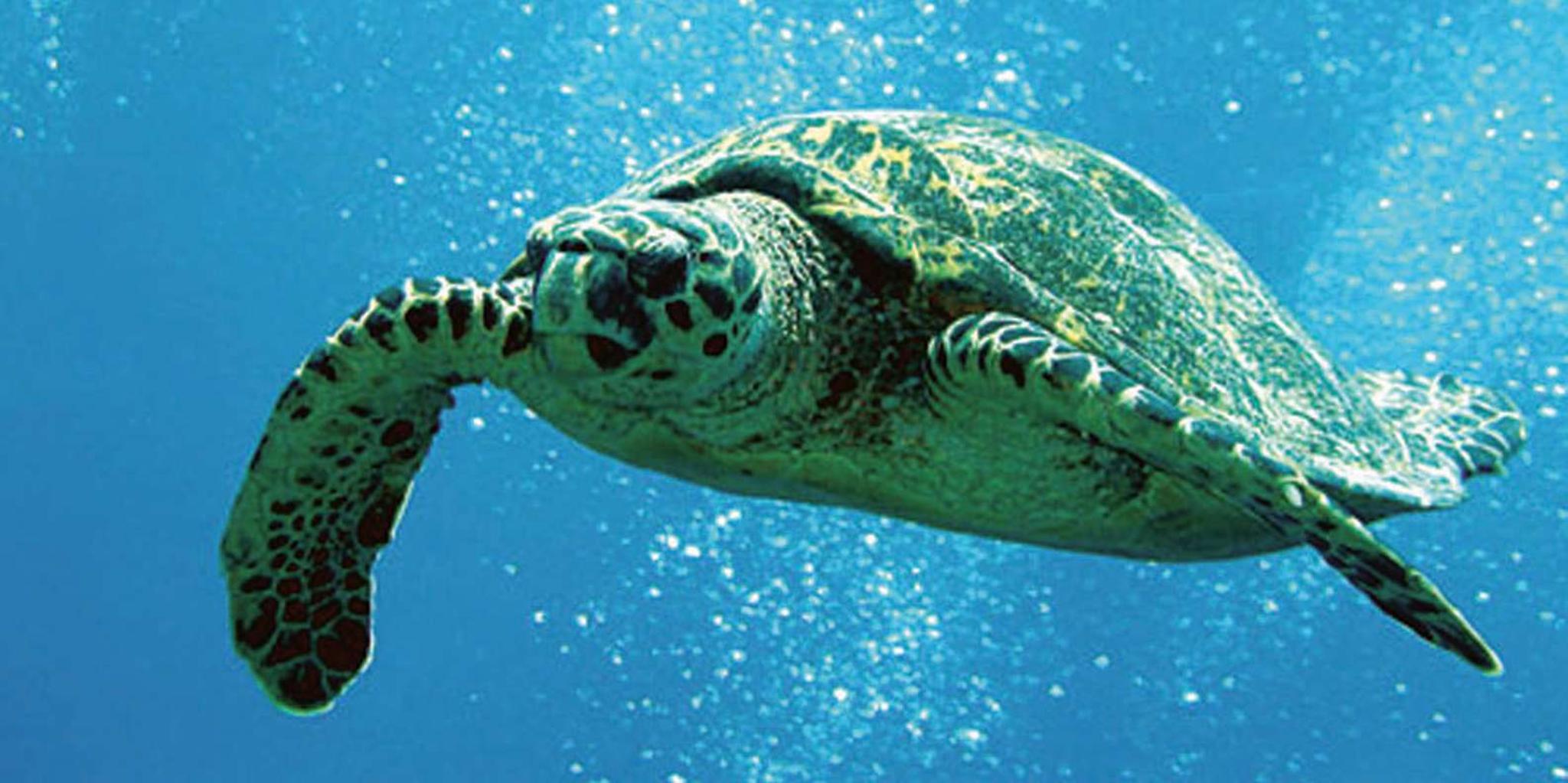 Waikoloa Snorkeling and Sailing Adventure - Image 3