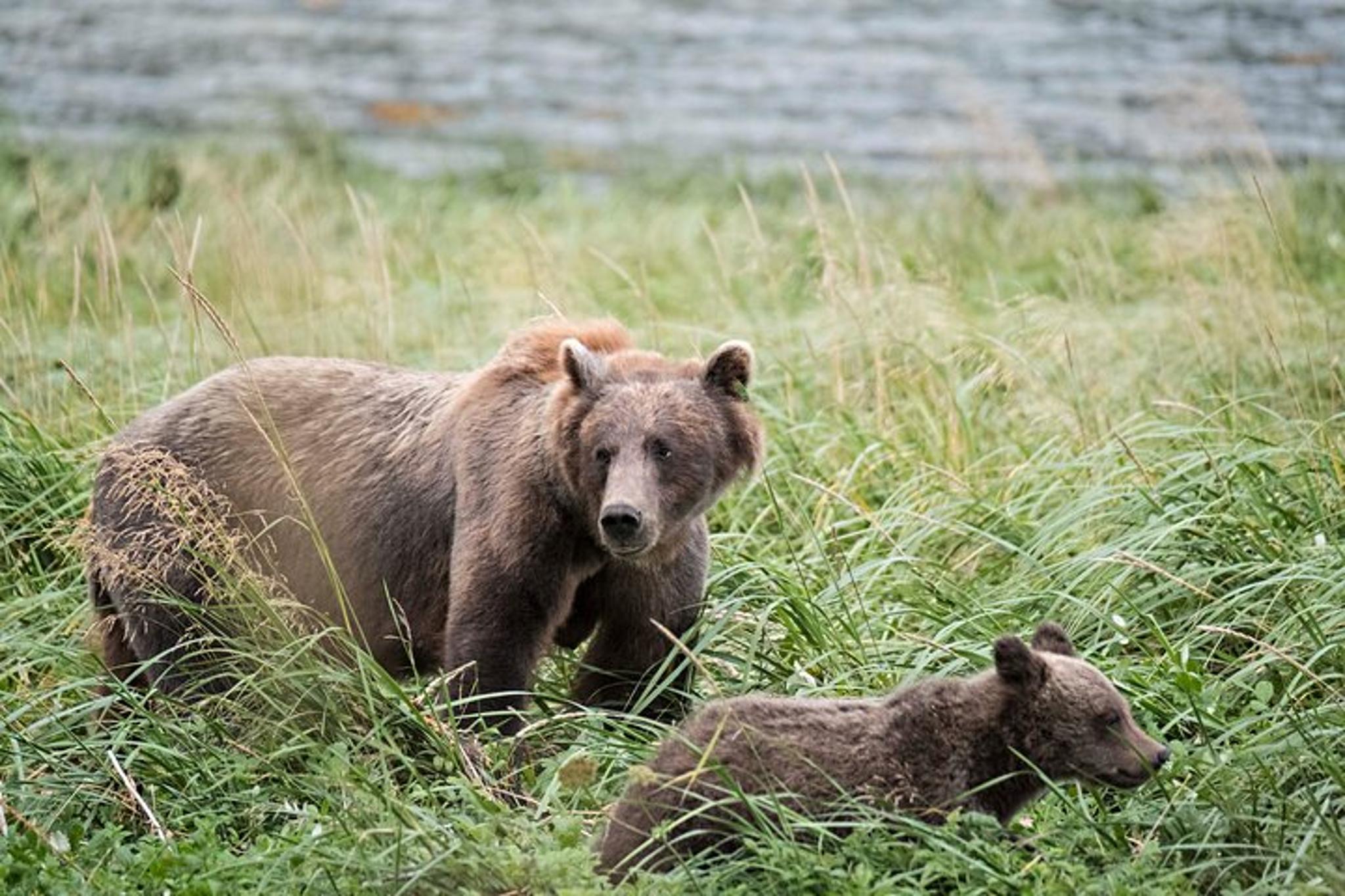 Chilkoot Lake Nature and Wildlife Tour - Image 5