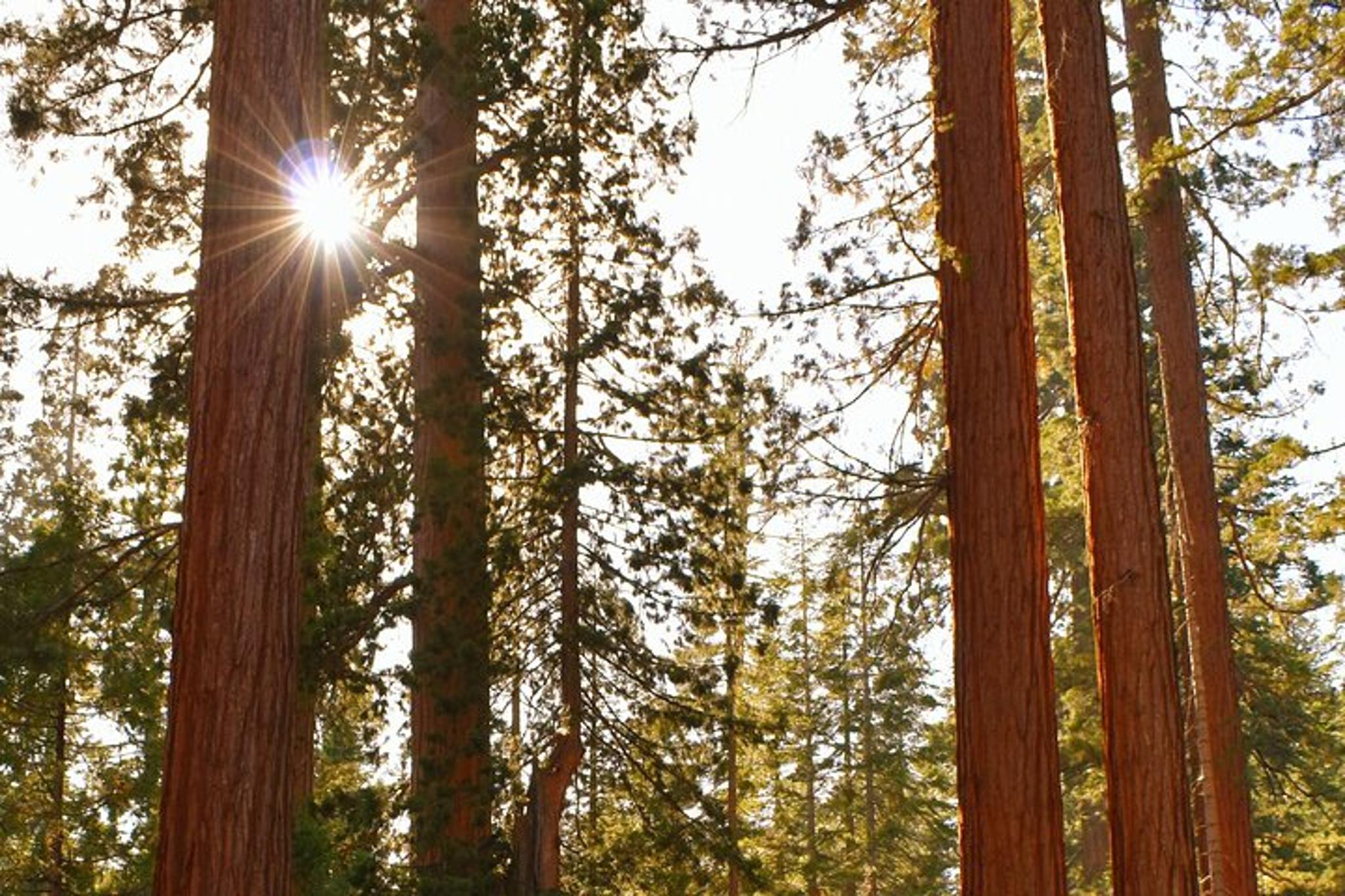 San Francisco Redwoods and Sausalito Private Tour - Image 2