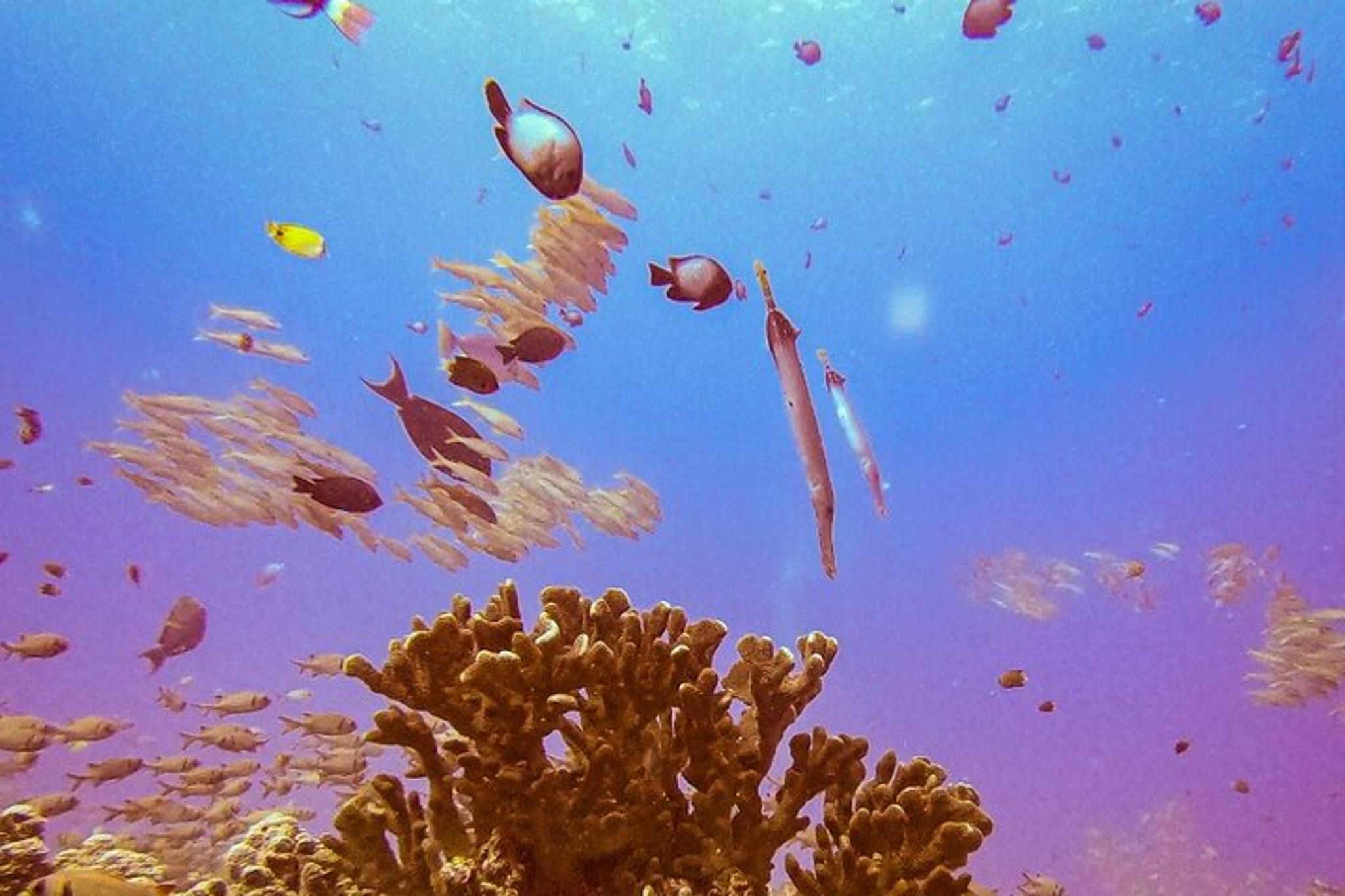 Maui Shore Dive
