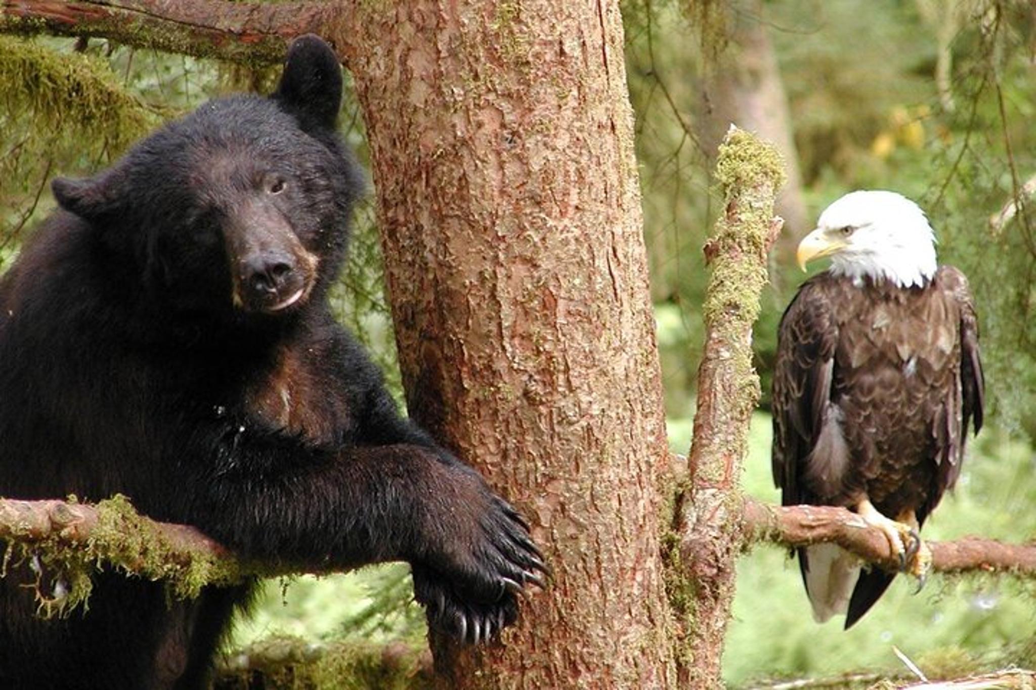 Ketchikan Private Wildlife Tour - Image 1