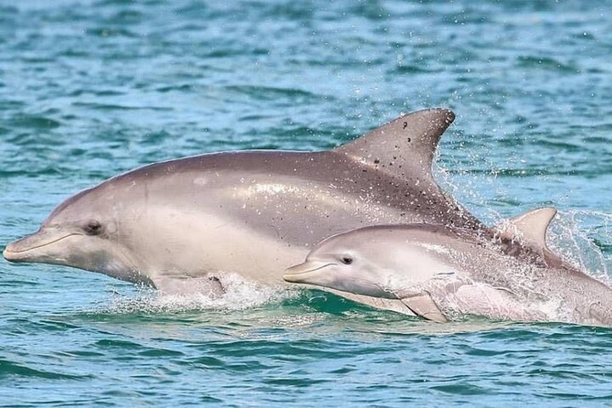 Pensacola Dolphin Cruise and Bay Tour 2 hr