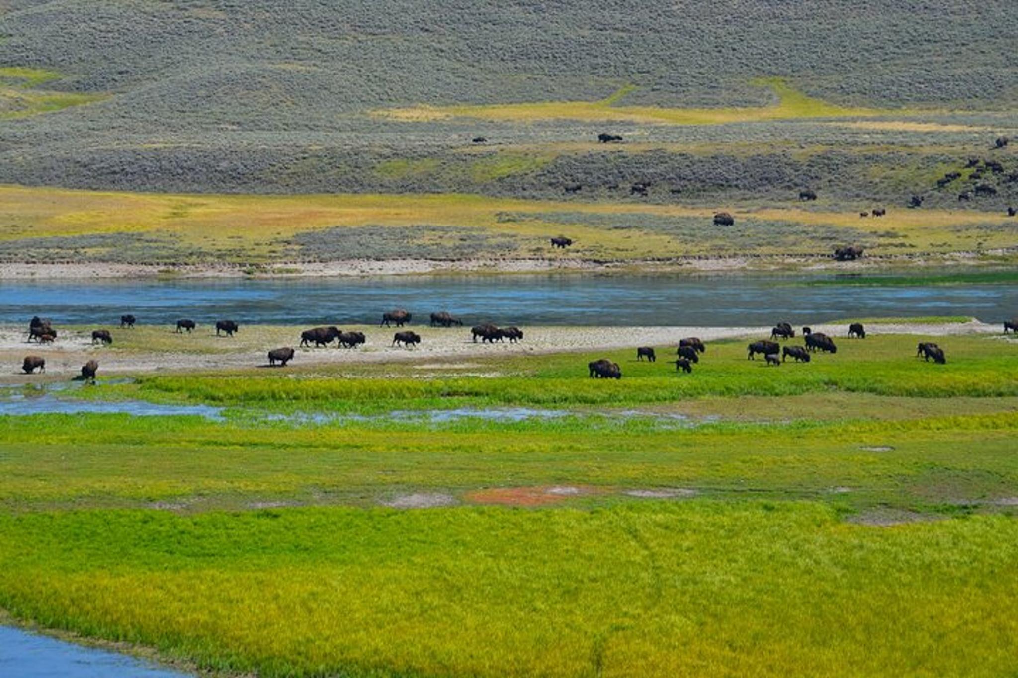 Yellowstone National Park Lower Loop Adventure - Image 3