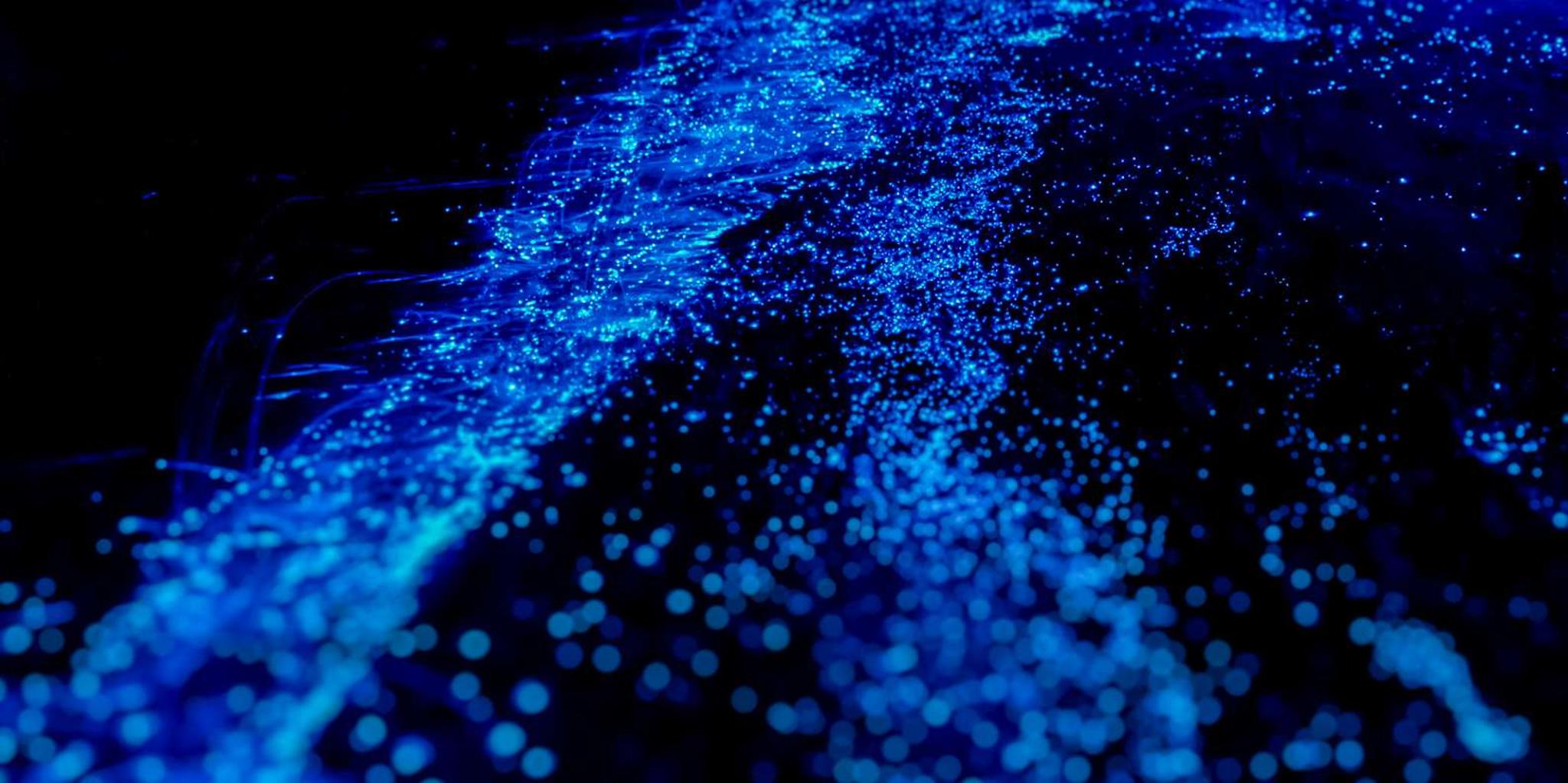 Orlando Bioluminescence Kayak Tour - Image 2