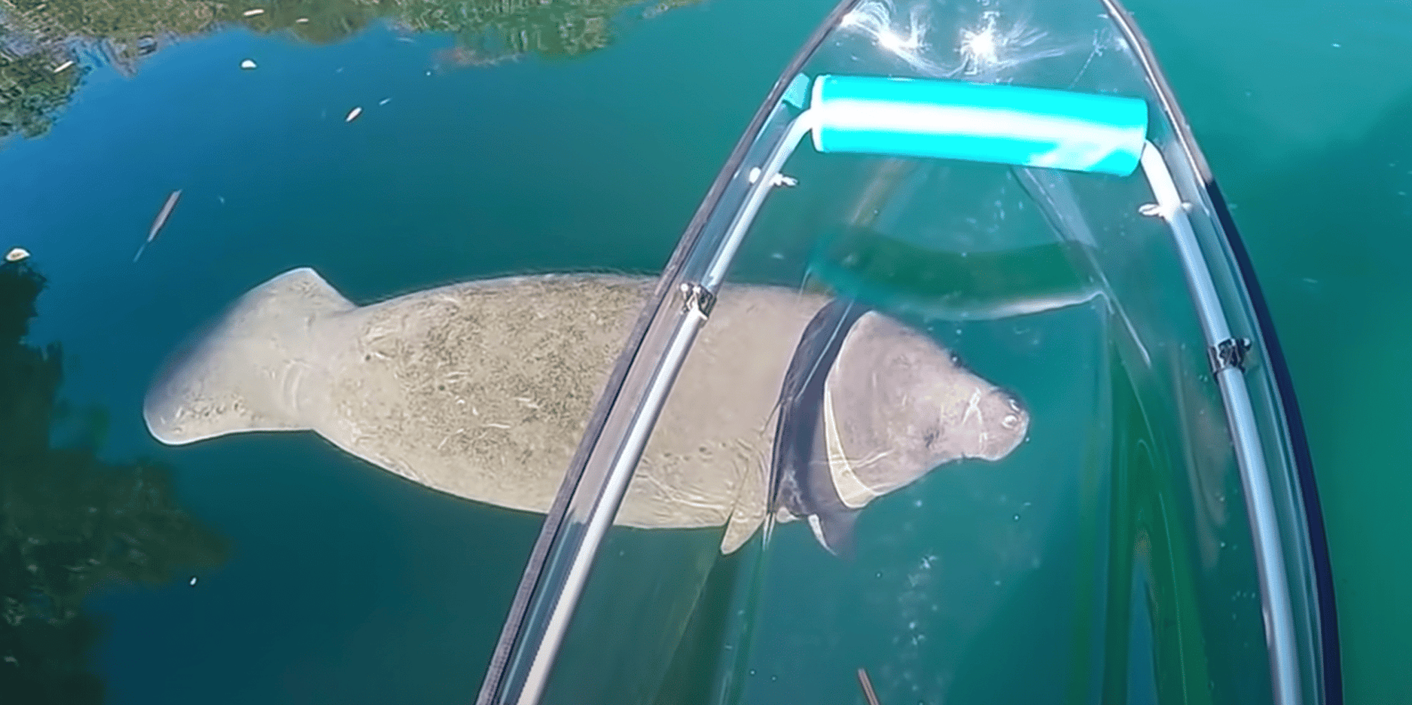 Crystal River Clear Kayak and Manatee Tour - Image 6