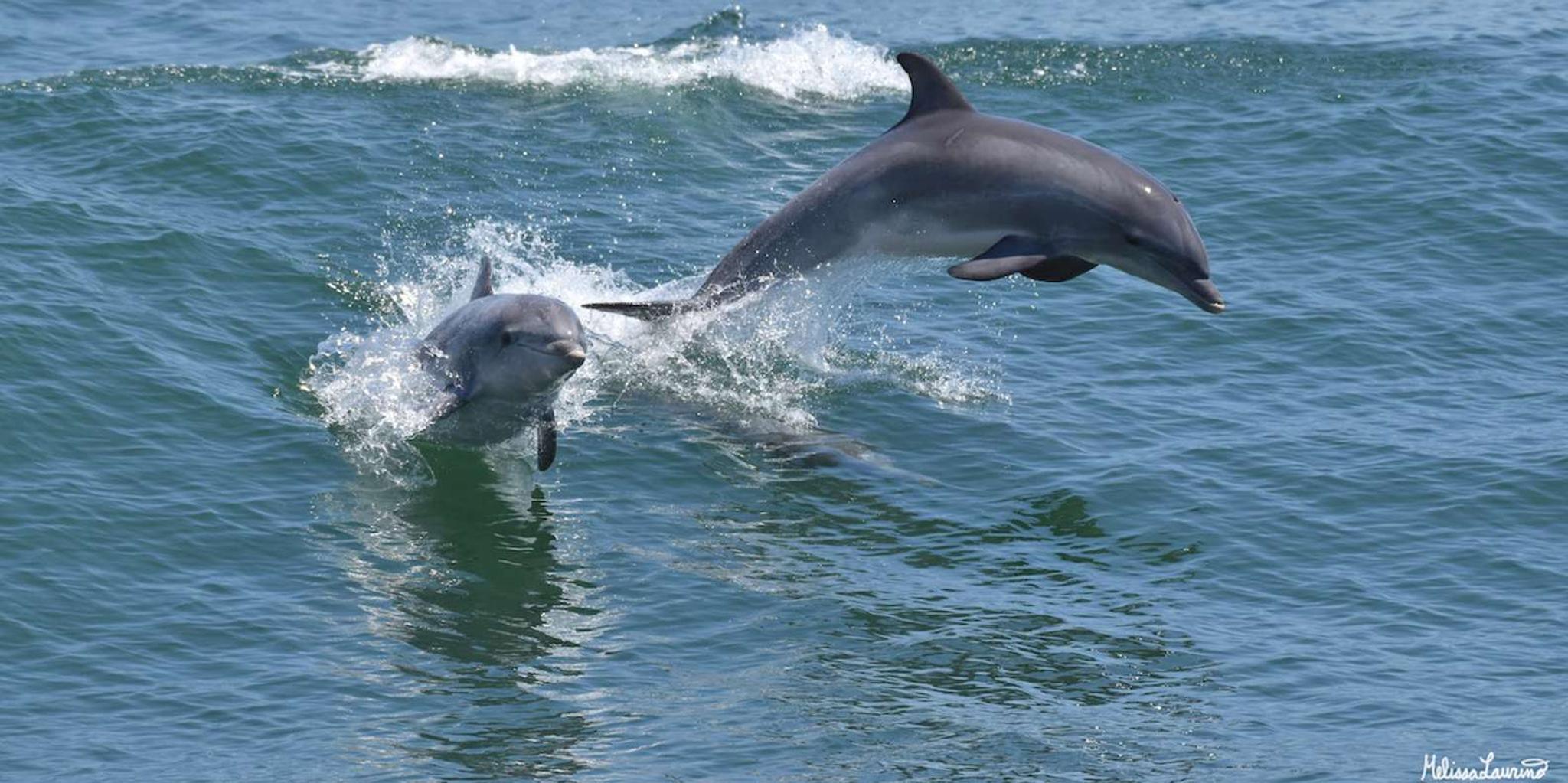 Cape May Dolphin and Bird Watching Cruise