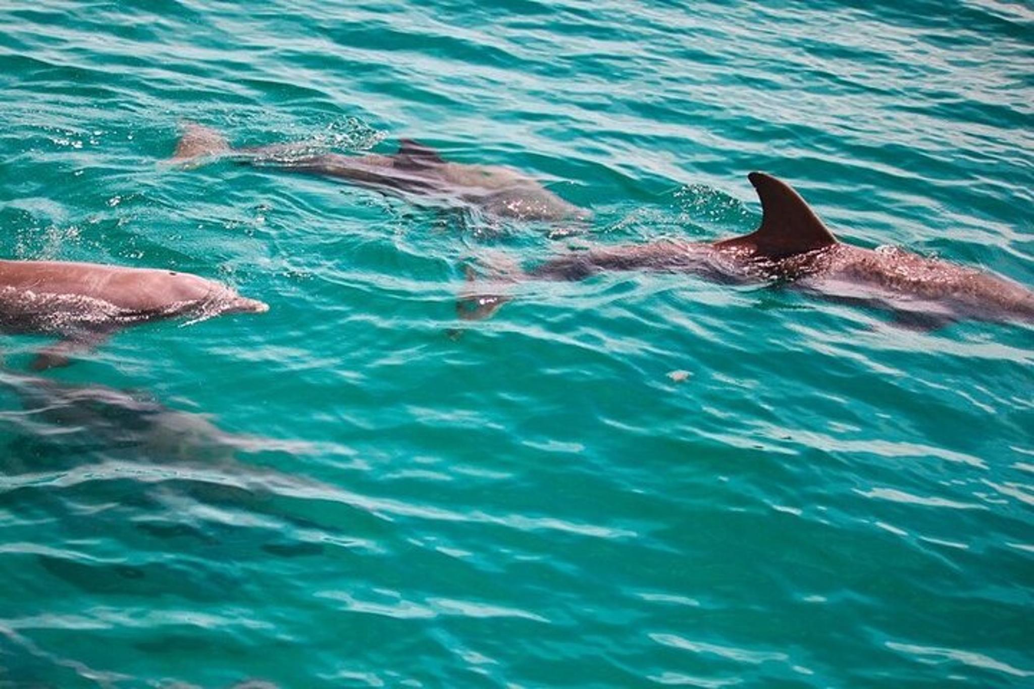 Fort Walton Beach Snorkel and Dolphin Adventure - Image 2