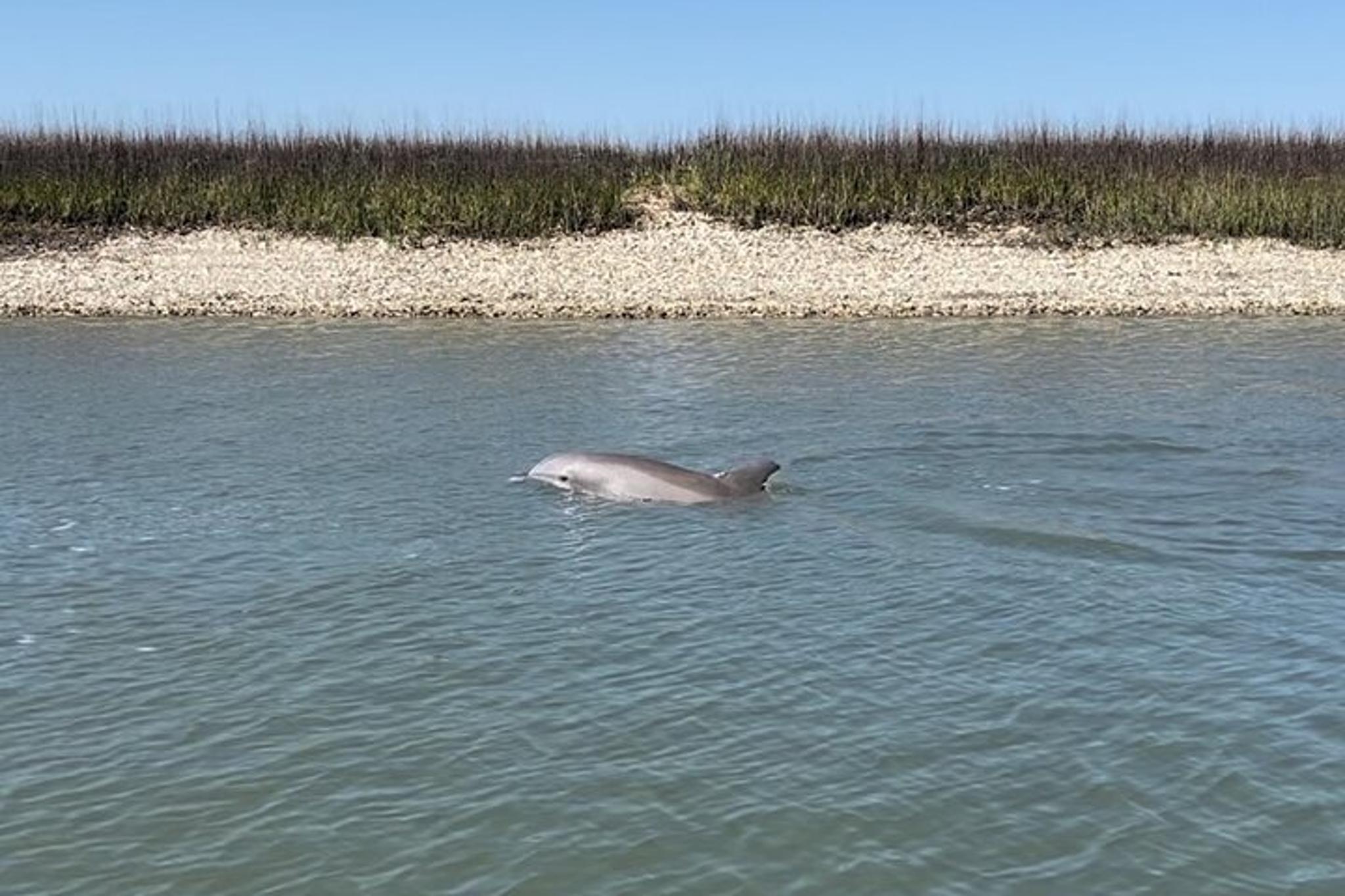 Charleston Dolphin Cruise and Shelling Trip - Image 2