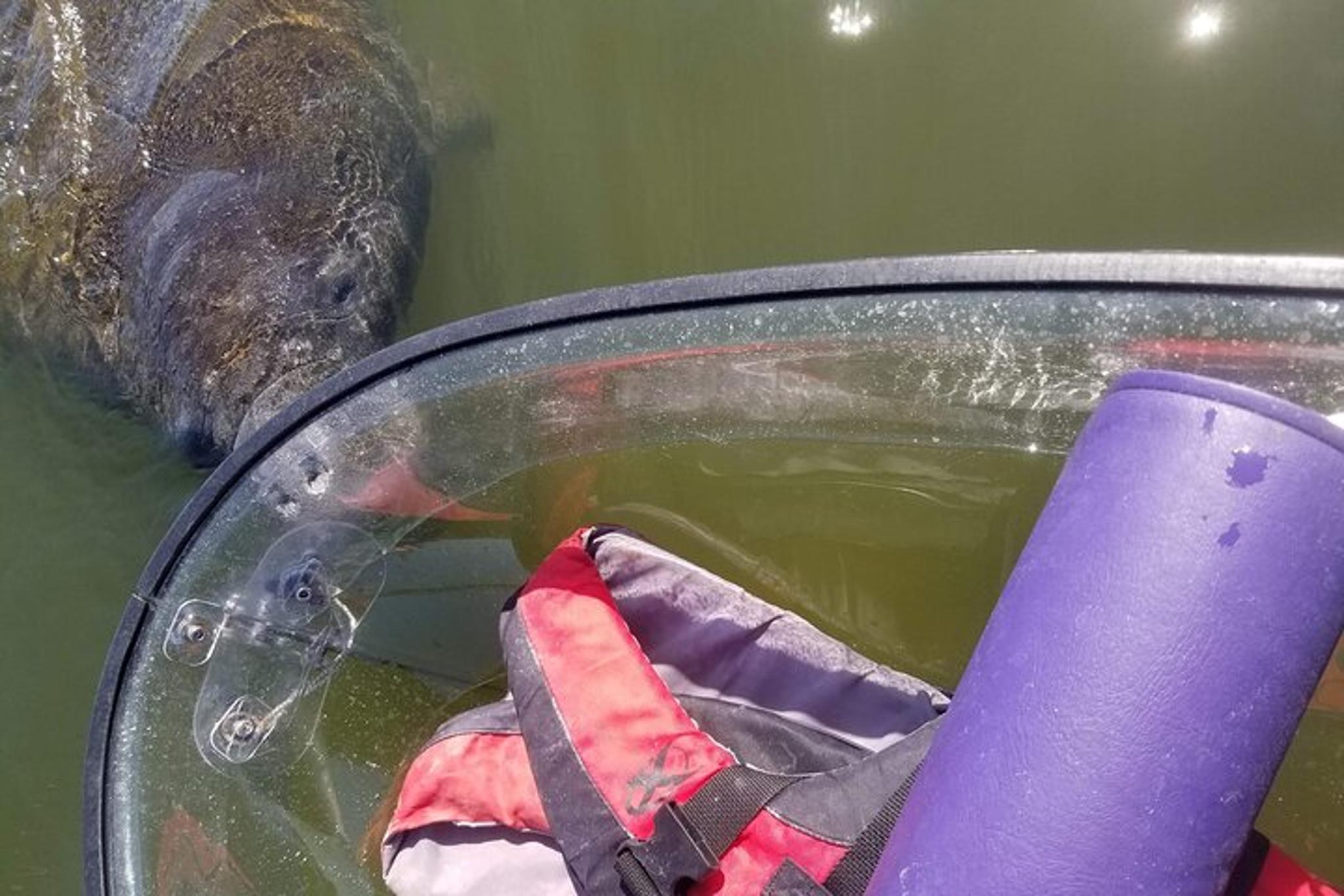 Tampa Manatee and Dolphin Kayak Tour 90 Min - Image 5