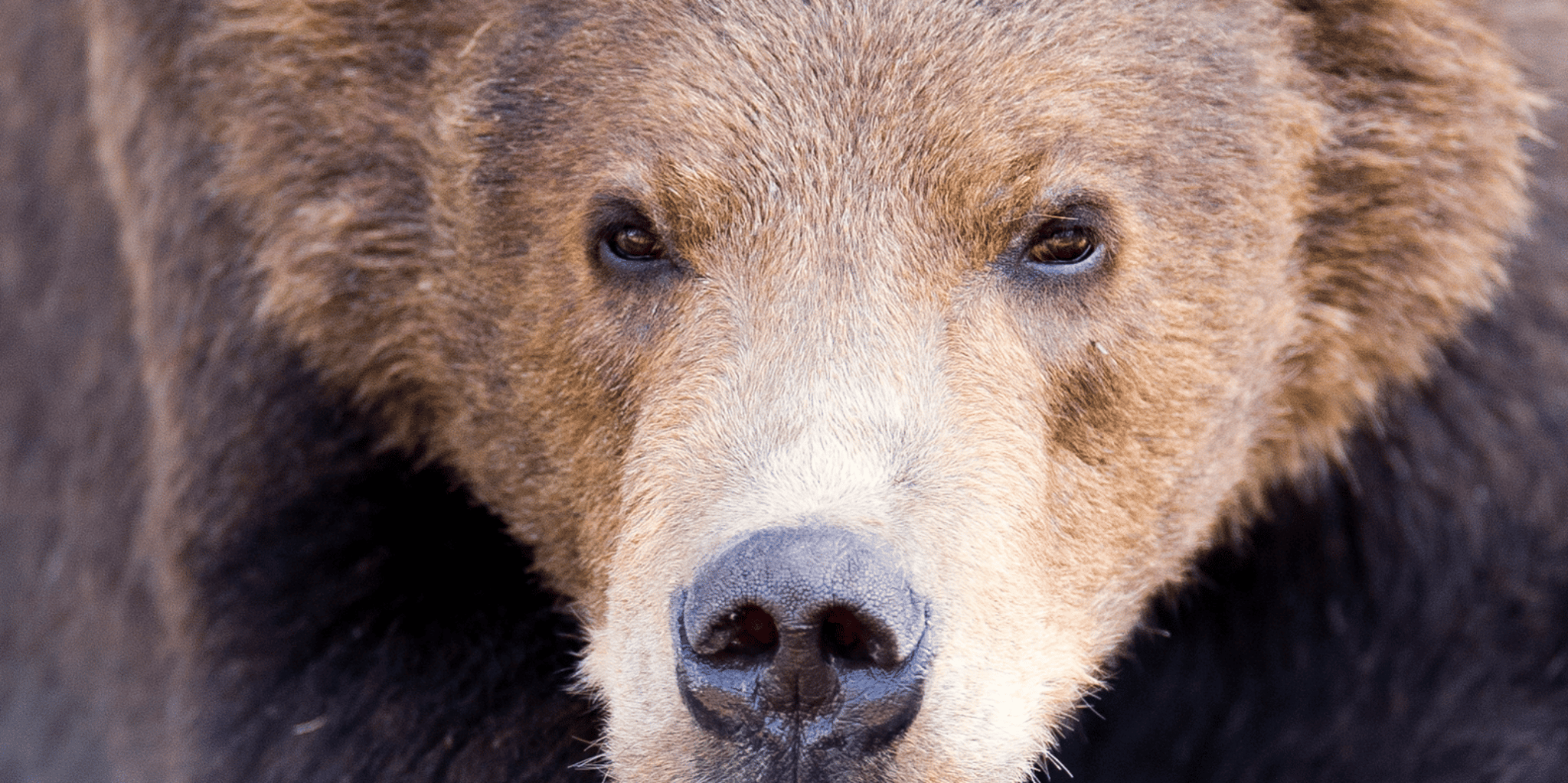 Anchorage Turnagain Arm Tour - Image 2