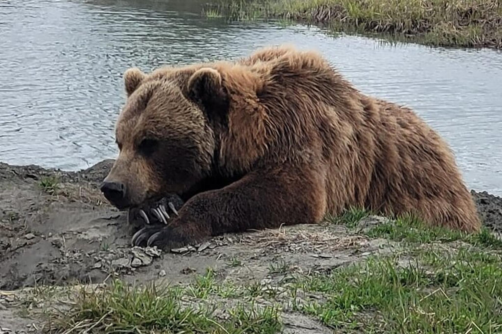 Anchorage Alaska Wildlife Conservation Center Tour - Image 2