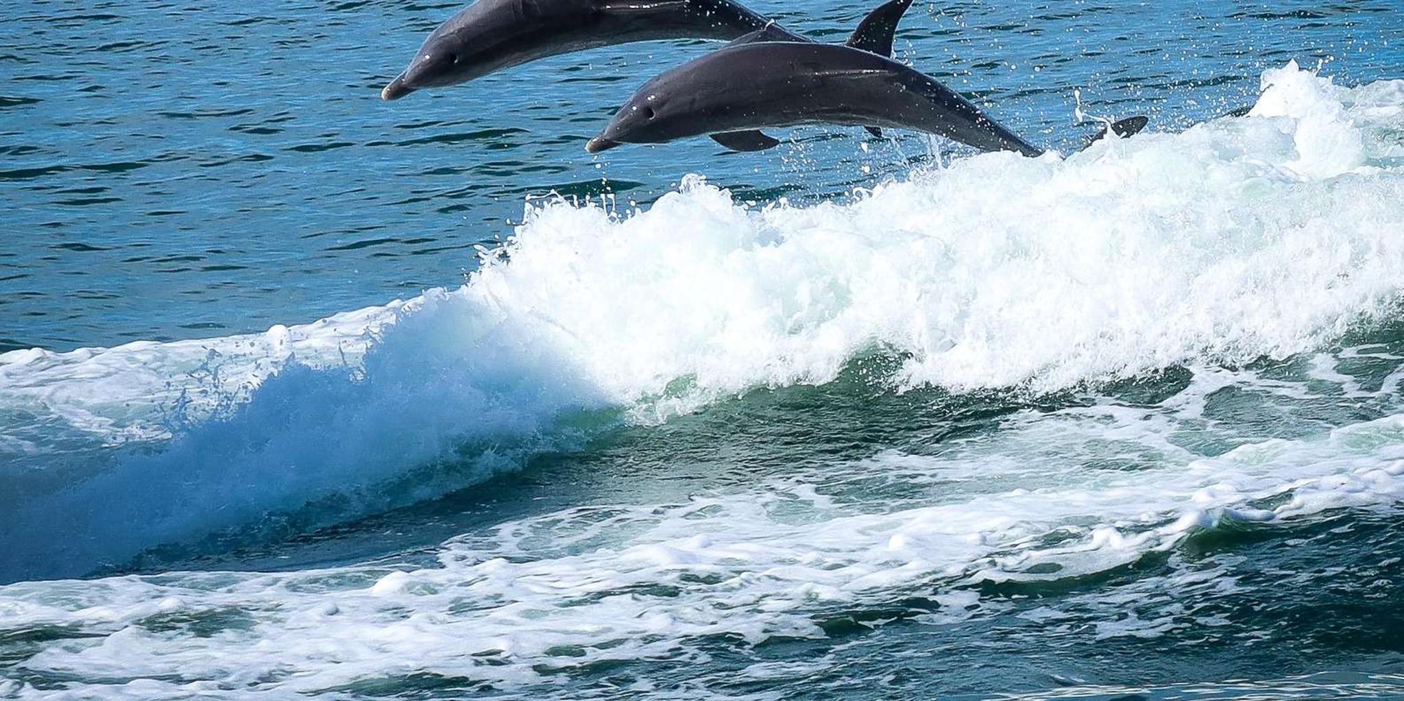 Clearwater Dolphin Cruise and Island Adventure