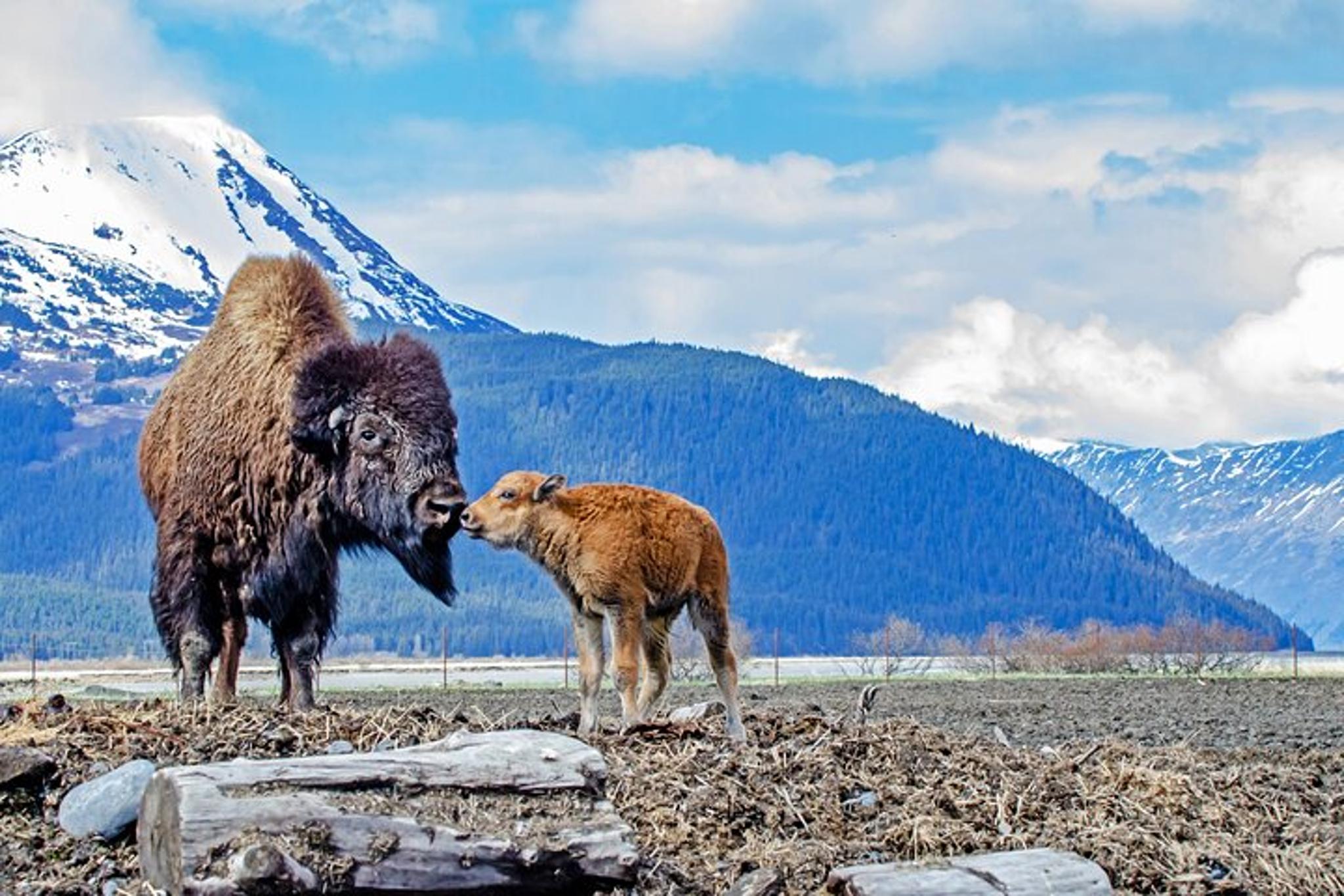 Anchorage Valley of Glaciers Private Tour - Image 4