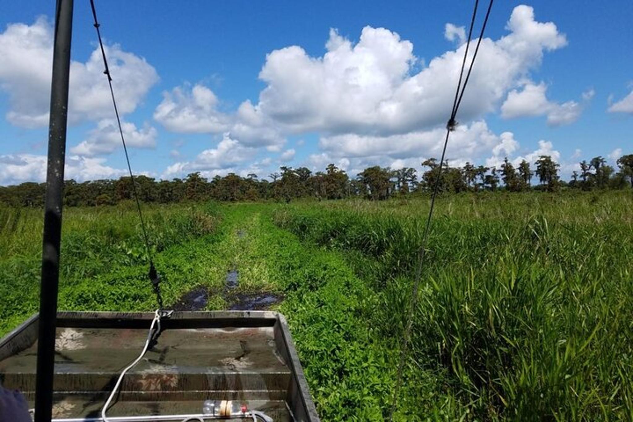 Louisiana Airboat Swamp Tour - Image 2
