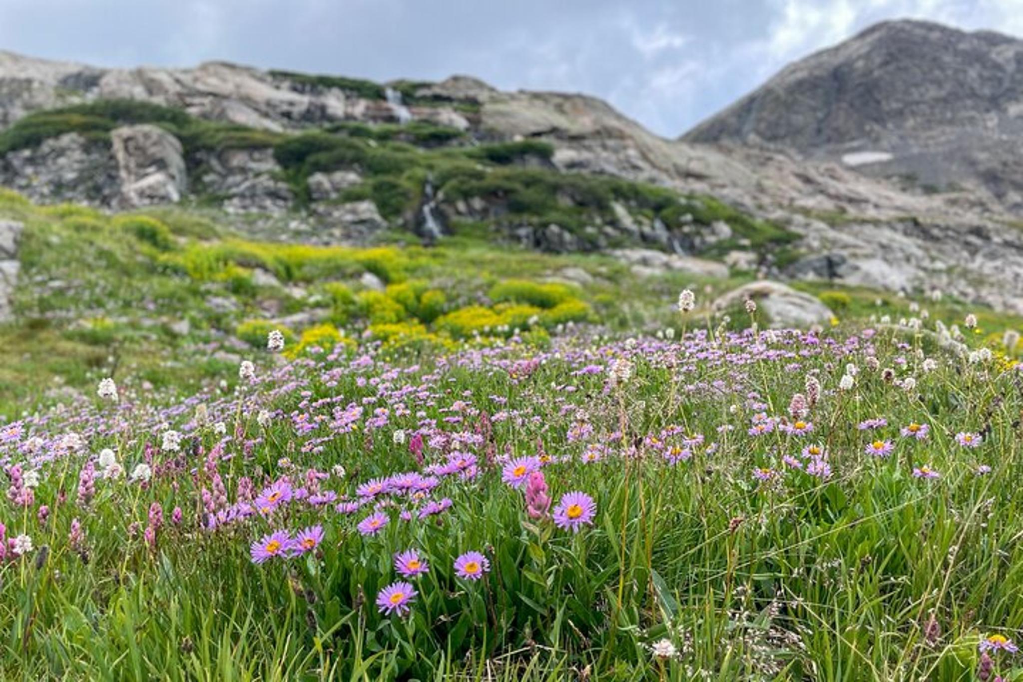 Crested Butte Adventure Tour via Cottonwood Pass - Image 4