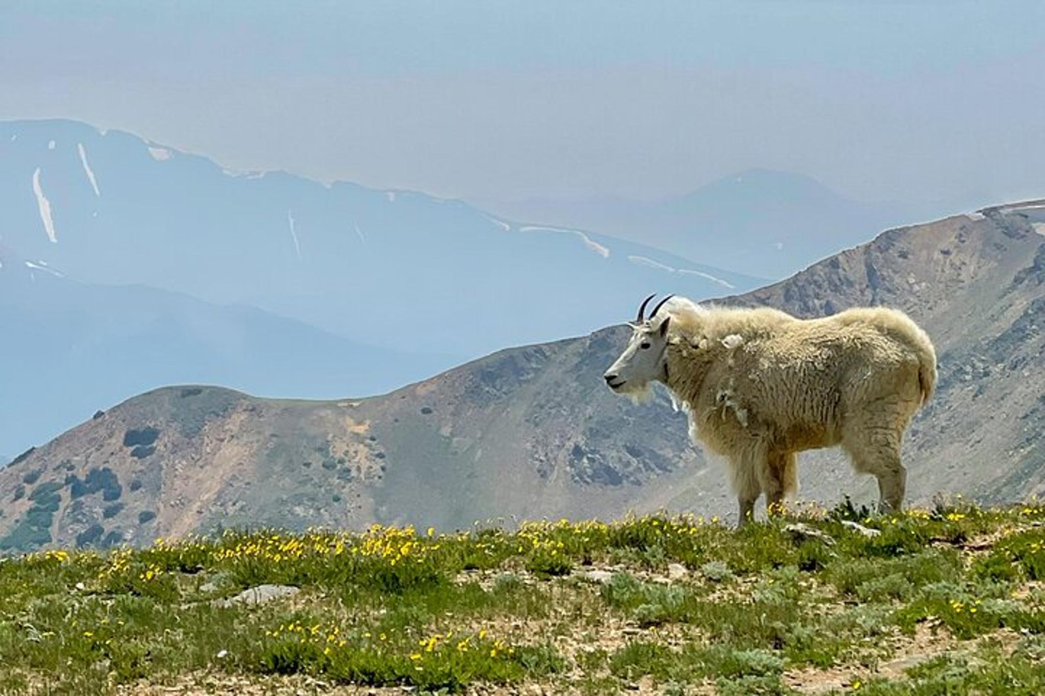 Breckenridge via Hoosier Pass Private Adventure Tour - Image 4