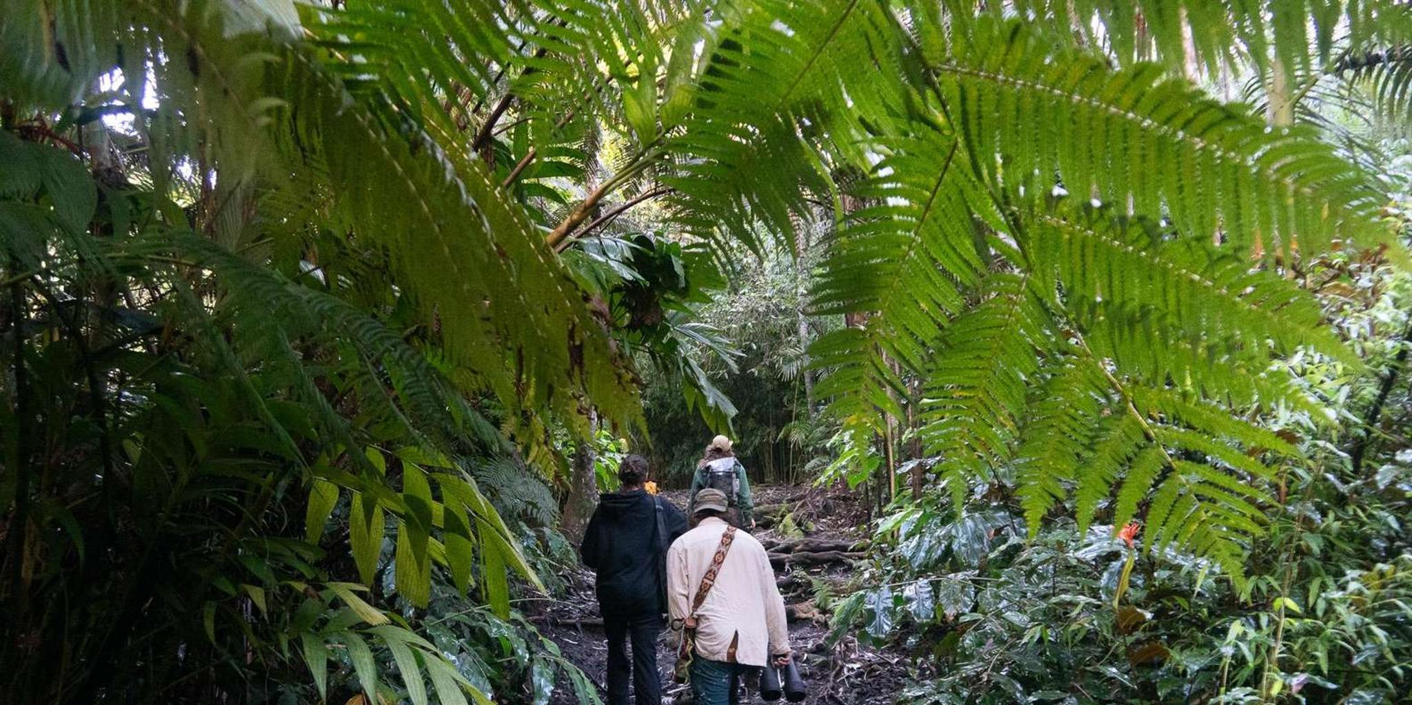 Kailua-Kona Birding Tour in Cloud Forest 2 hr - Image 5