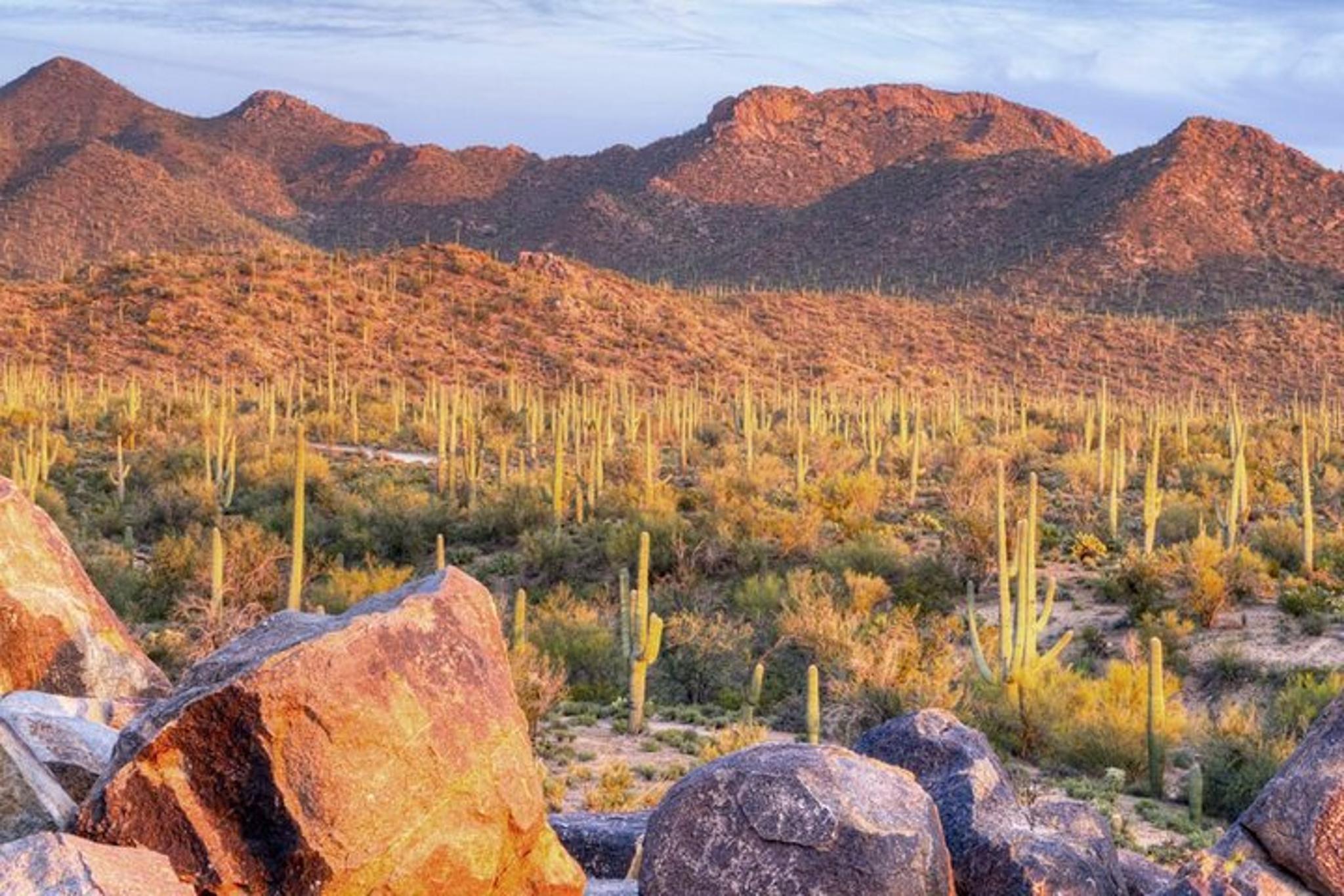 Tucson E-Bike Tour in Saguaro National Park - Image 2