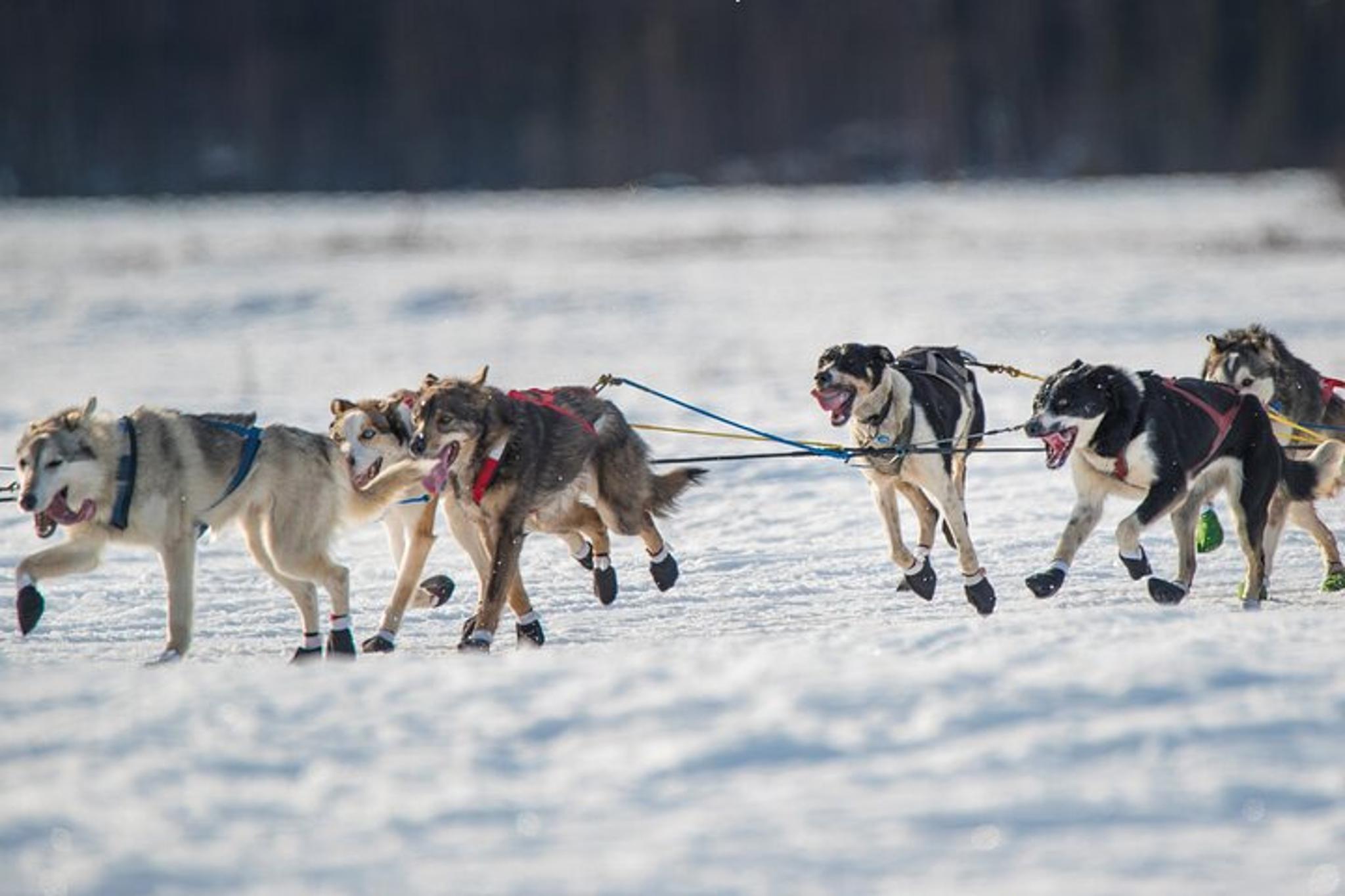Fairbanks Dog Sled and ATV Adventure - Image 2