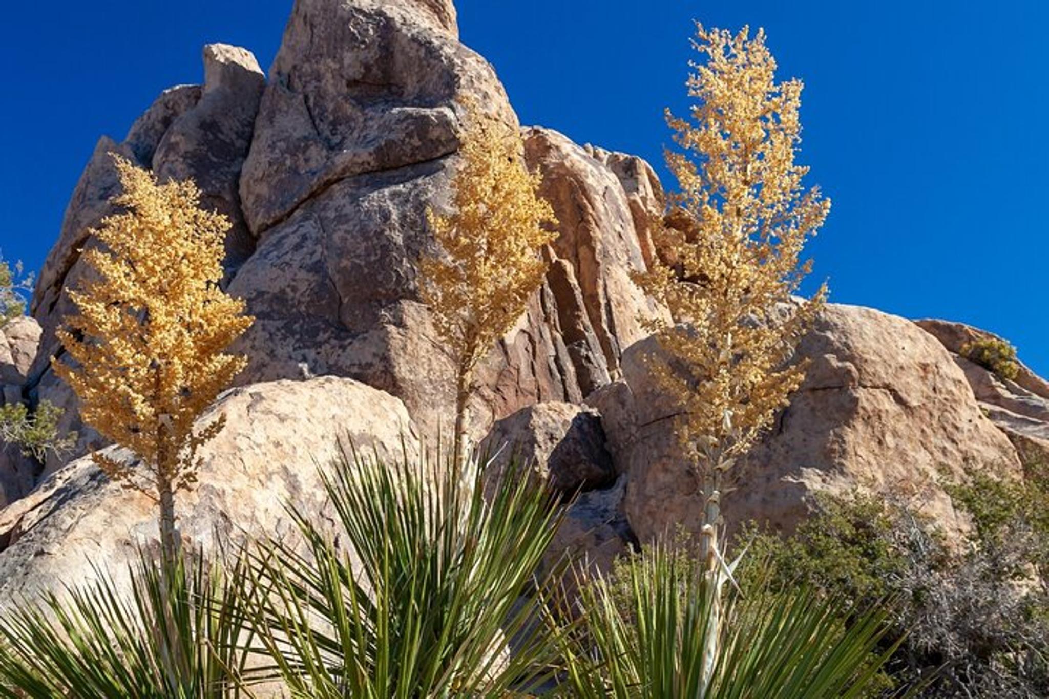 Joshua Tree Hidden Valley Self-Guided Walking Tour - Image 6