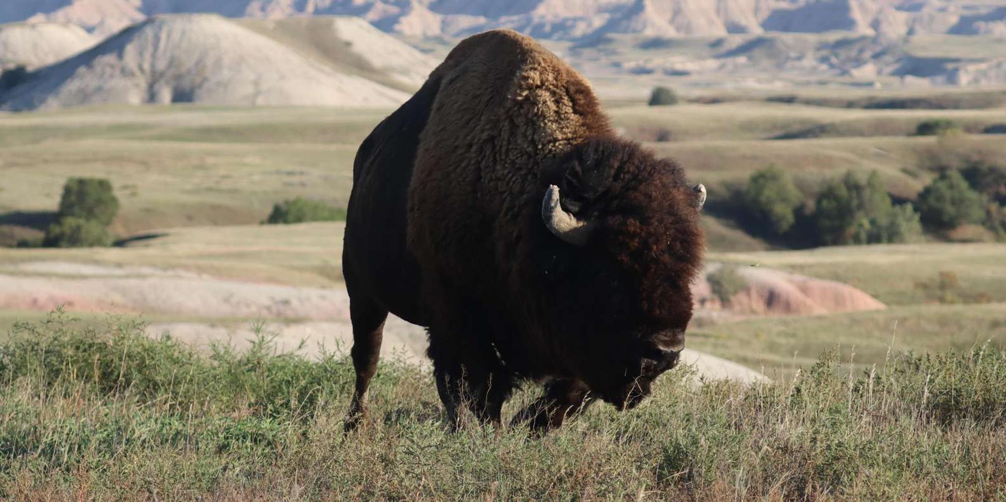 Rapid City Badlands Wildlife and Sunset Tour - Image 2