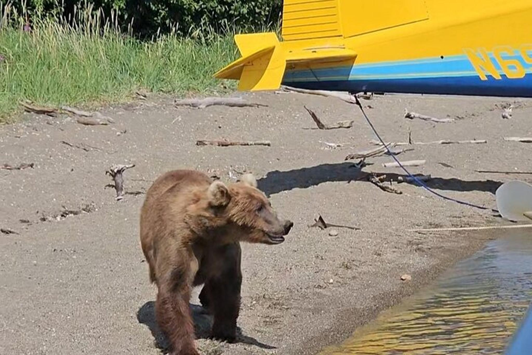 Homer Bear Viewing Tour at Brooks Falls - Image 2