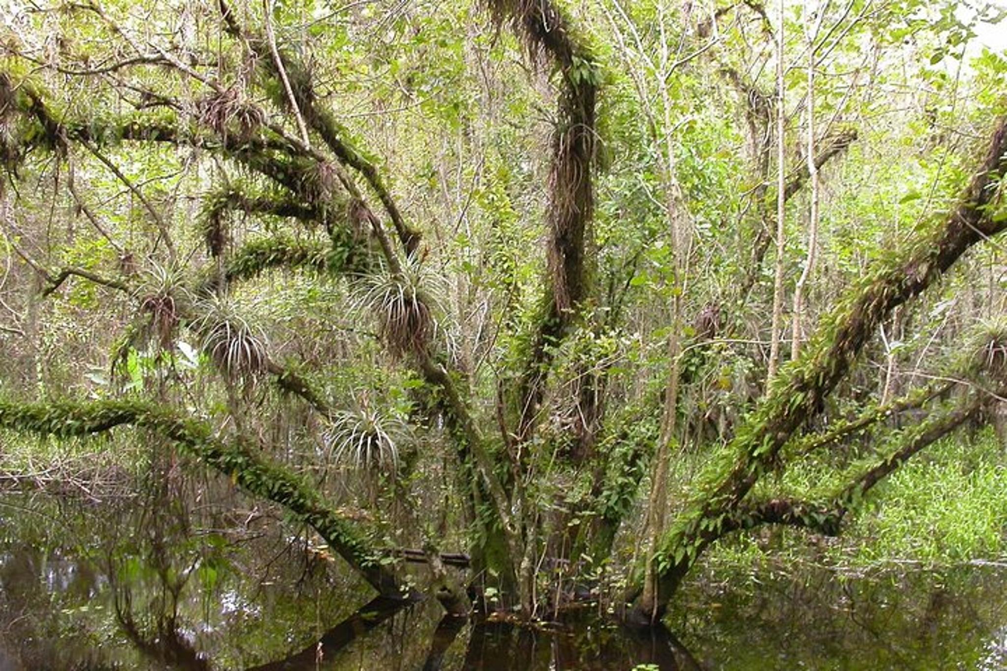 Miami Everglades Safari Day Tour - Image 6