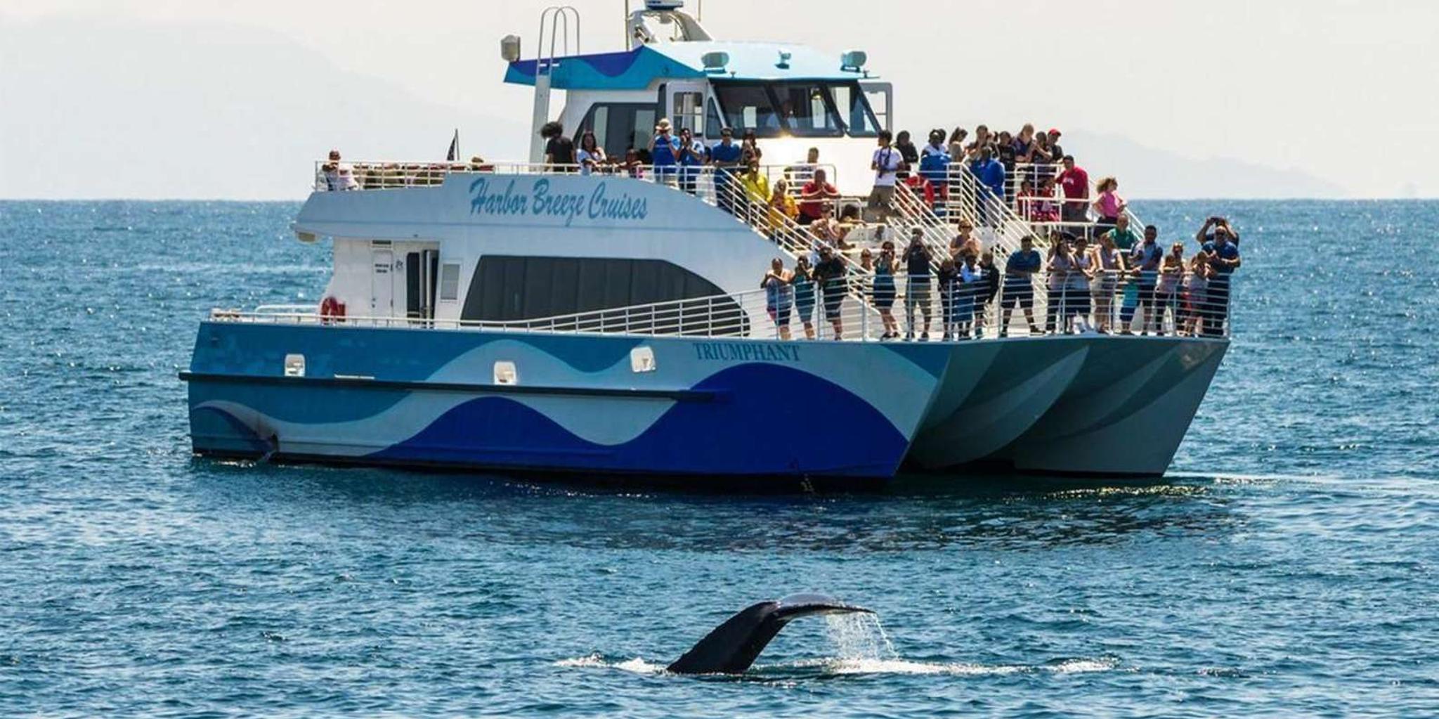 San Pedro Whale and Dolphin Watching Cruise
