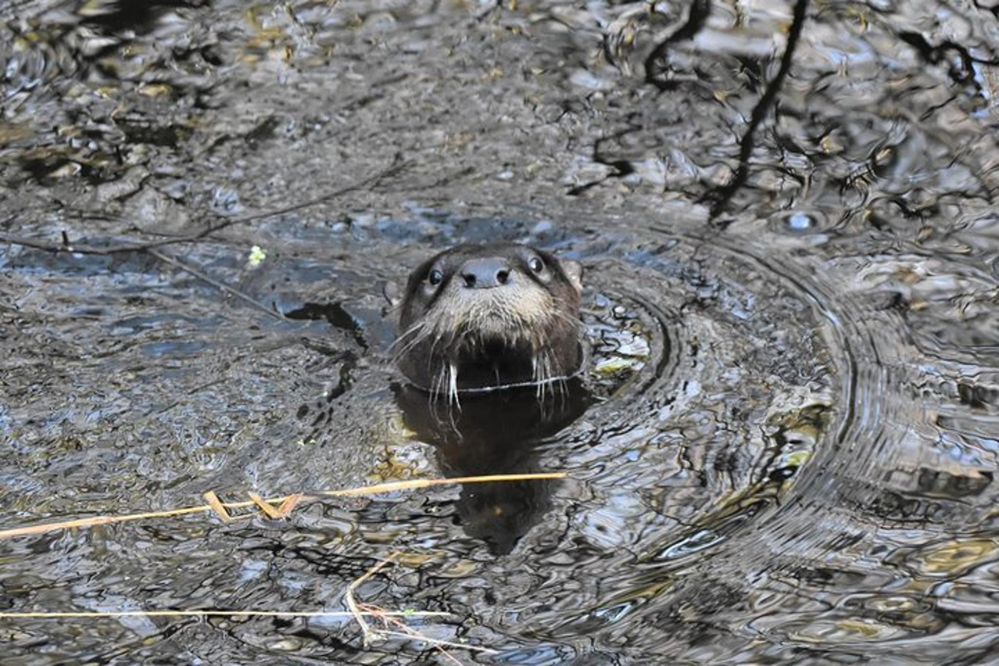 Loxahatchee River Guided Kayak Tour