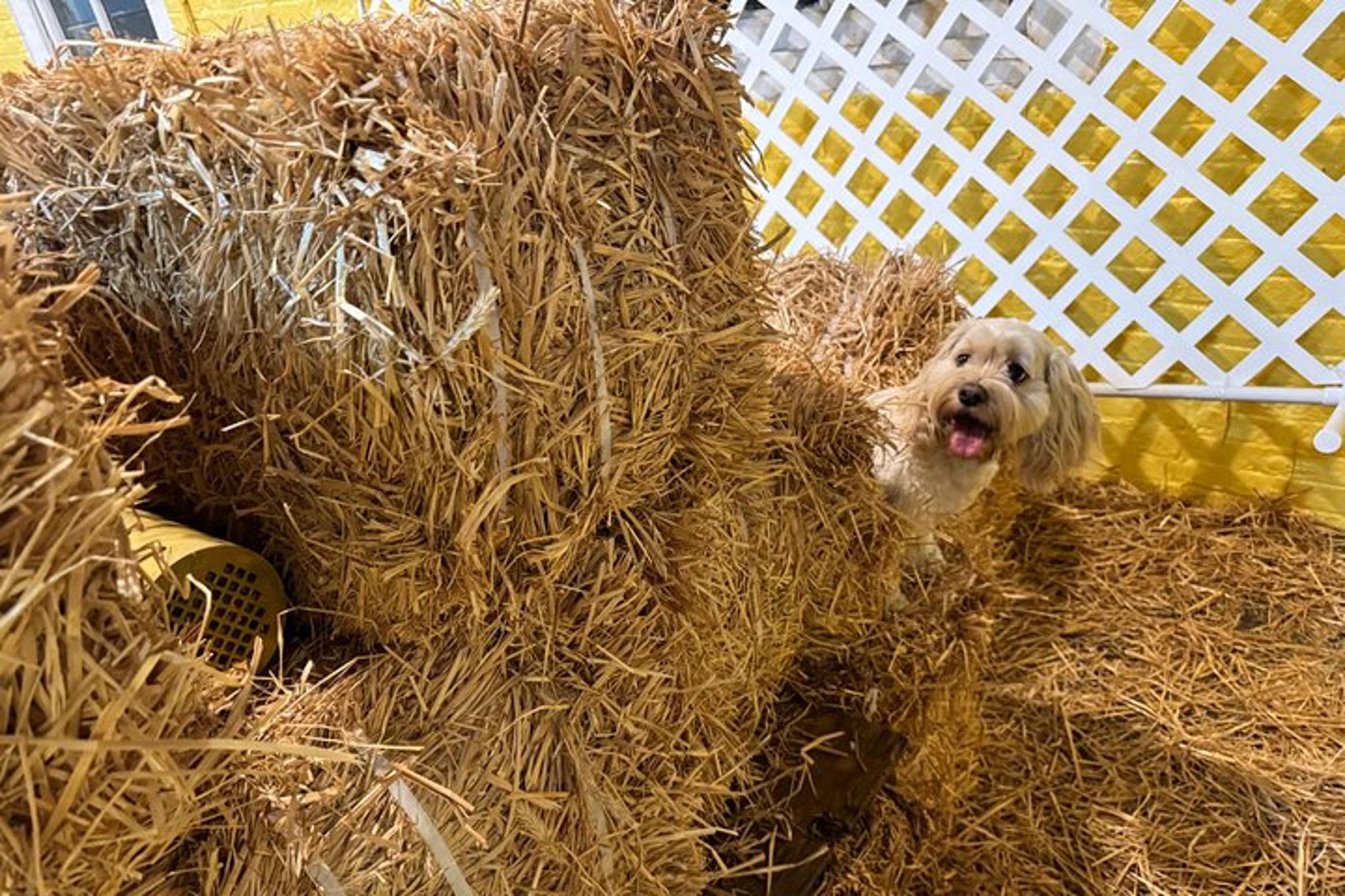 New York City Dog Hide & Seek in Barn 60 min