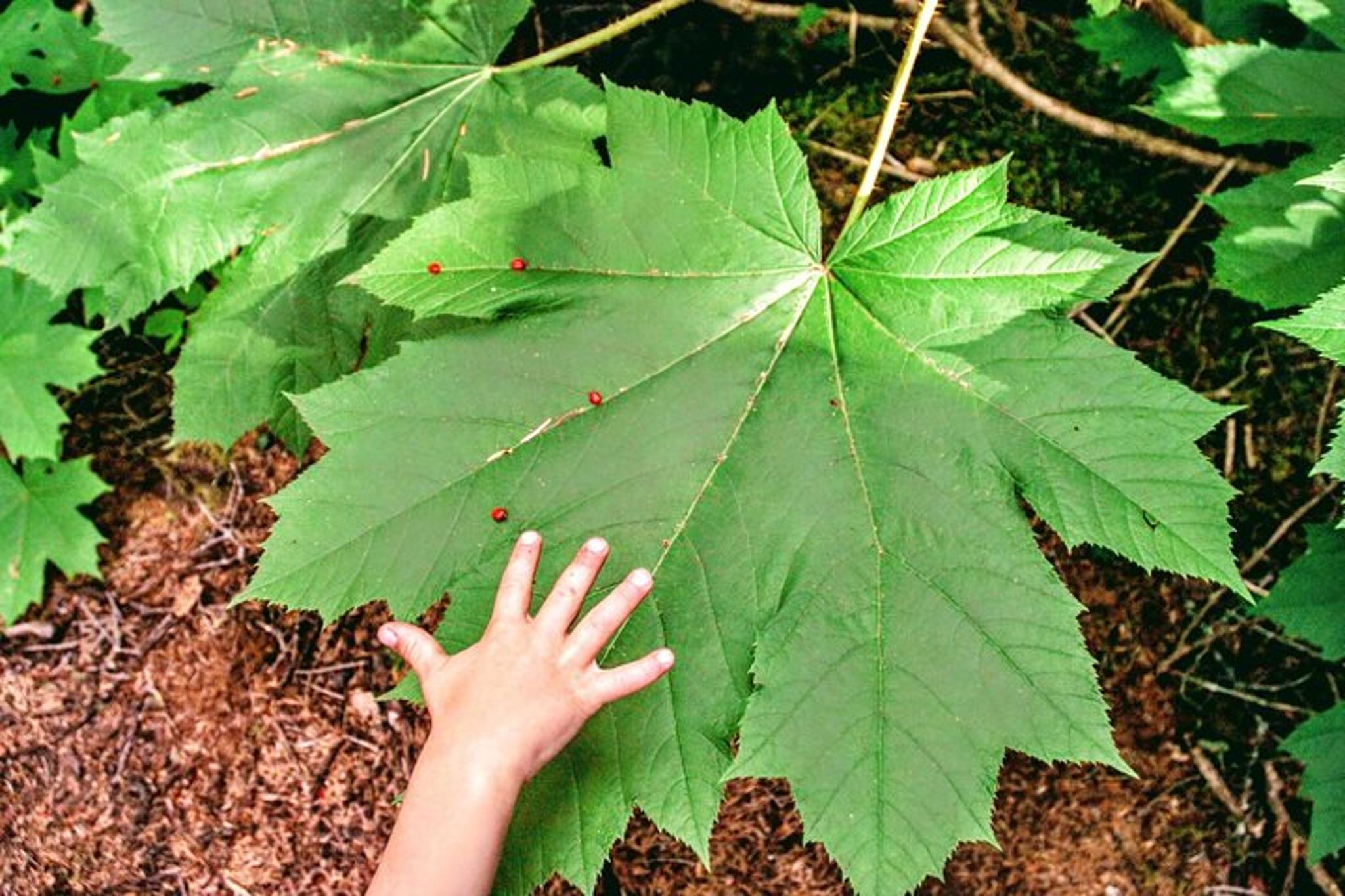 Skagway Chilkoot Trail Hike and Float Tour - Image 5