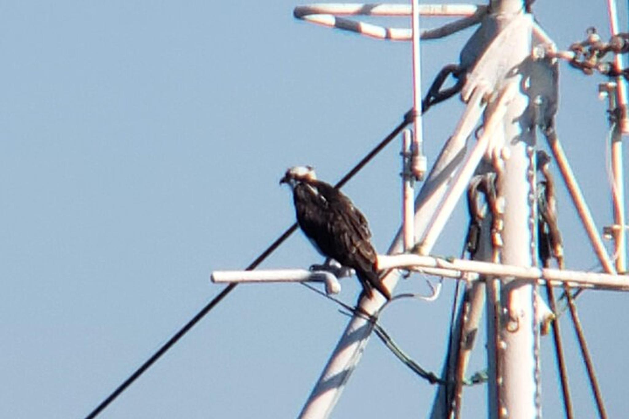 Monterey Bay Bird Watching Tour - Image 4
