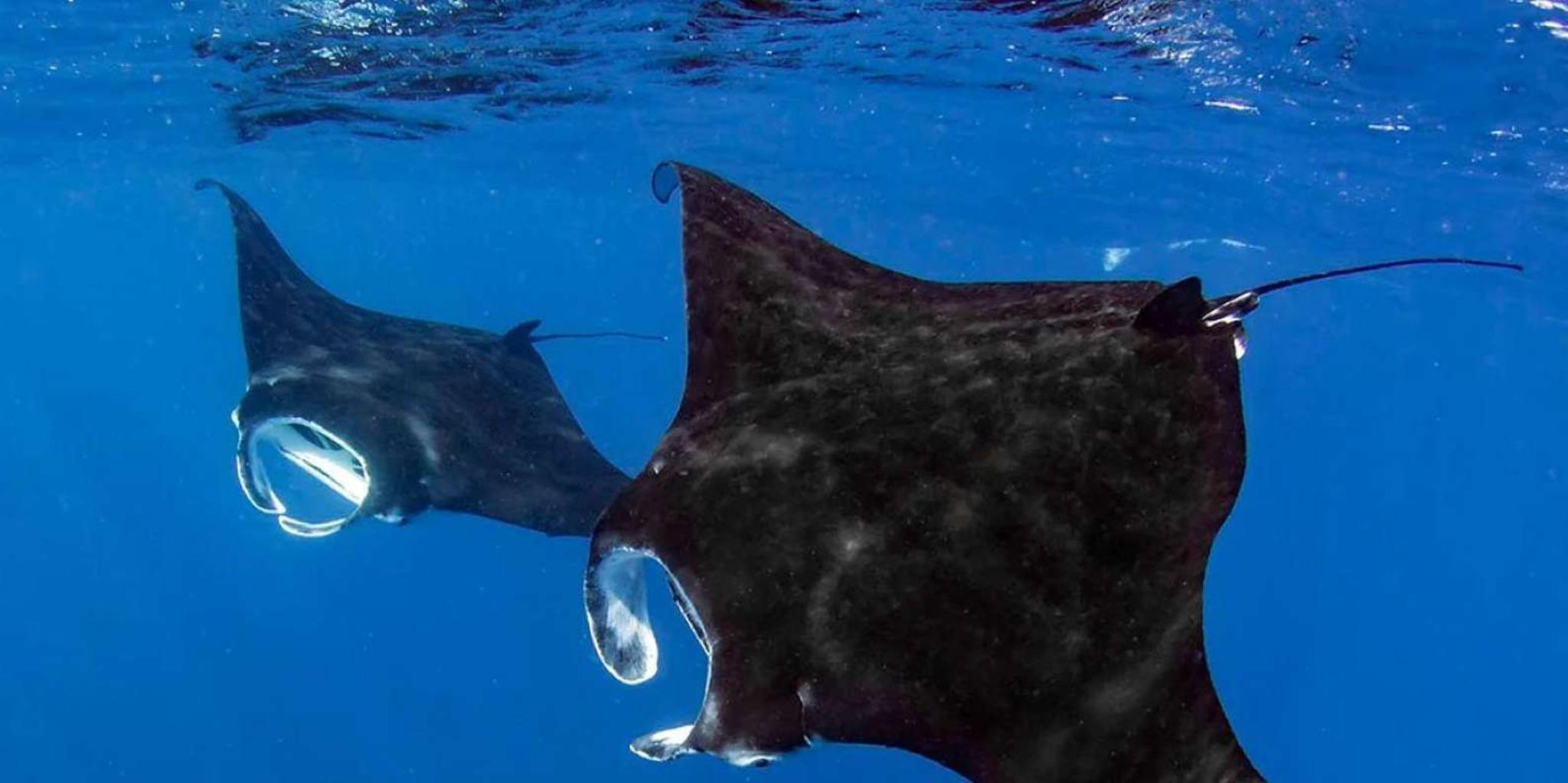 Kailua-Kona Manta Ray Snorkel Tour - Image 2