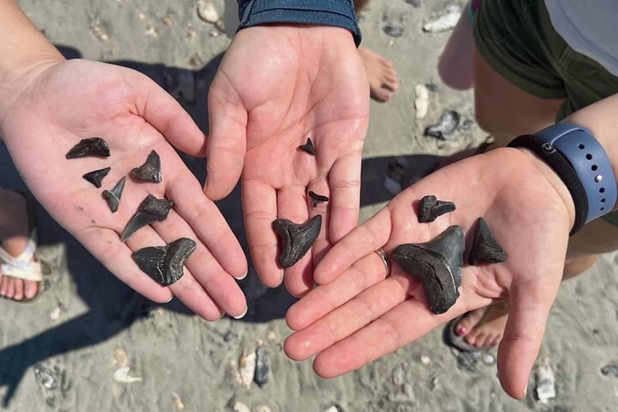 Charleston Fossil Excursion with Local Guide - Image 6