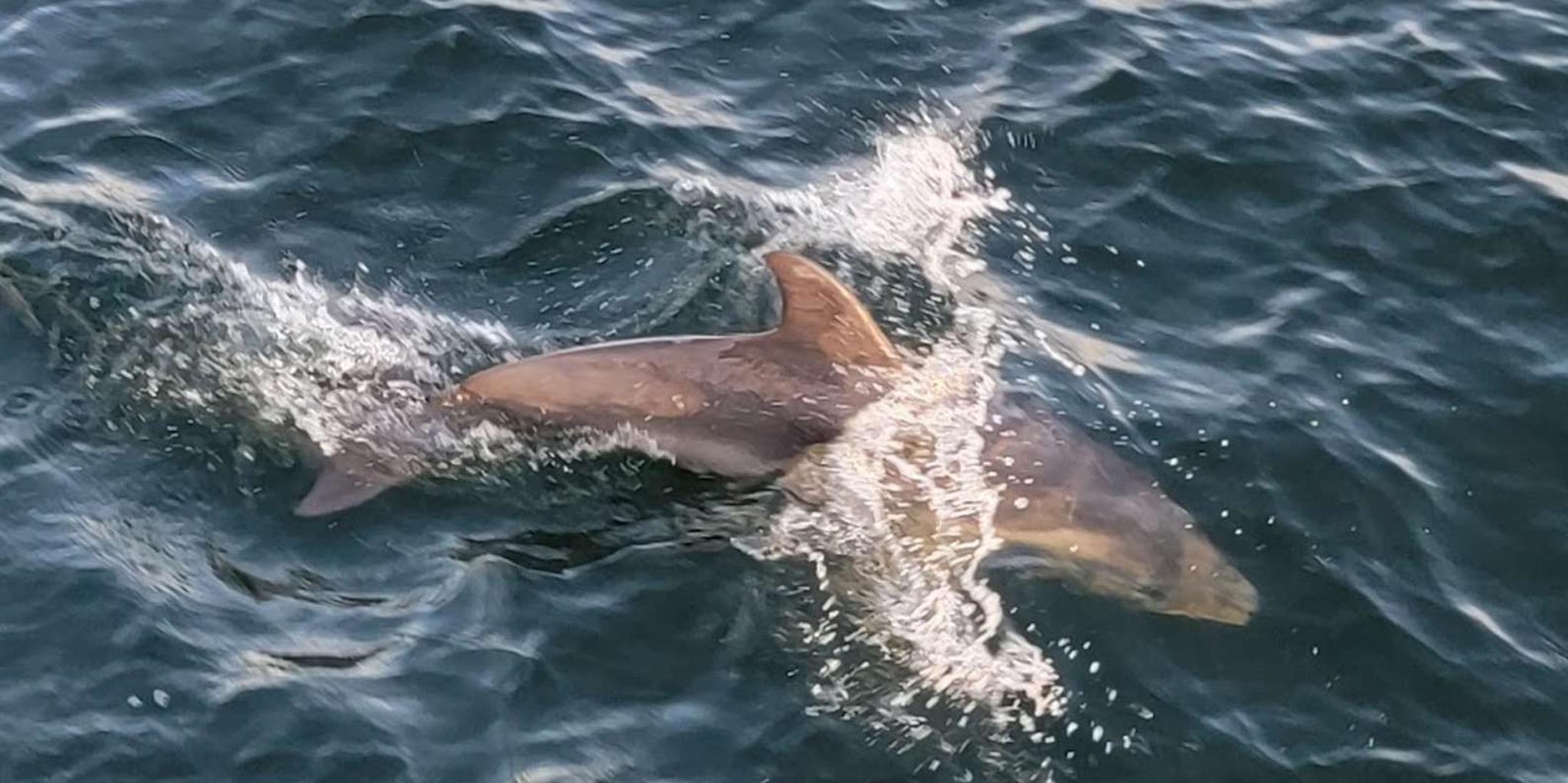 Pensacola Beach Dolphin Sightseeing Tour - Image 2