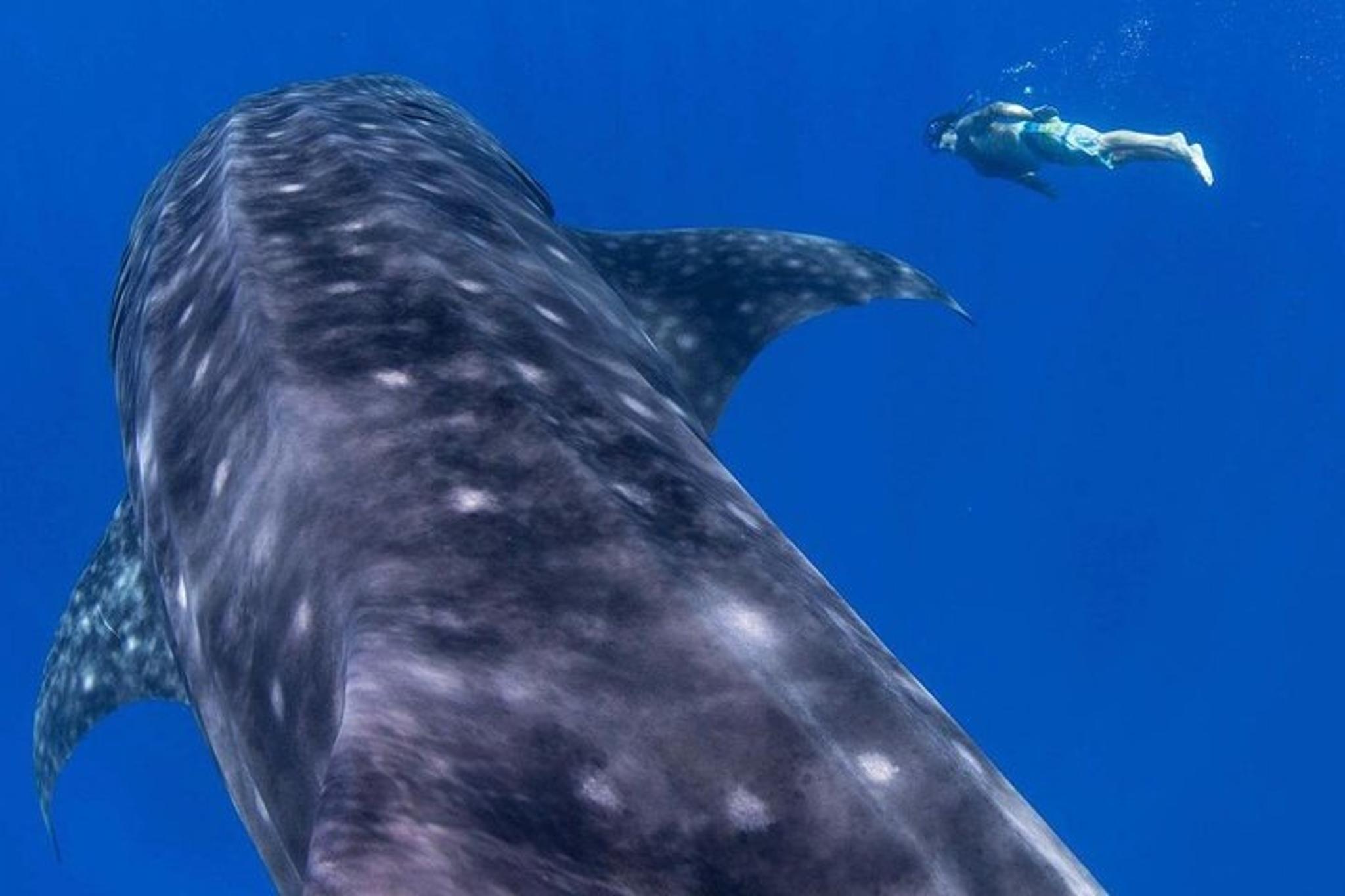 Lahaina Private Snorkeling and Diving Adventure - Image 4
