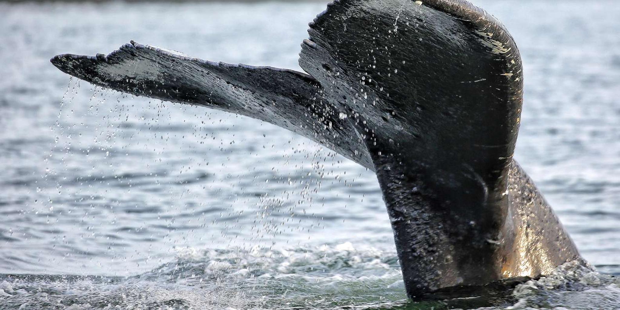 Sitka Whale Watching and Wildlife Tour - Image 2